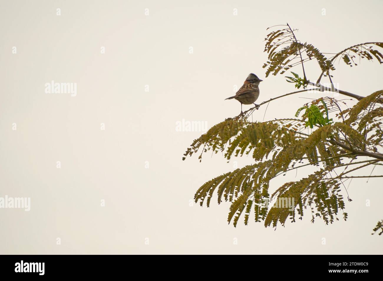 Sparrow dal collo ruvido godendo tranquillamente della completa libertà in piedi su un ramo di albero Foto Stock