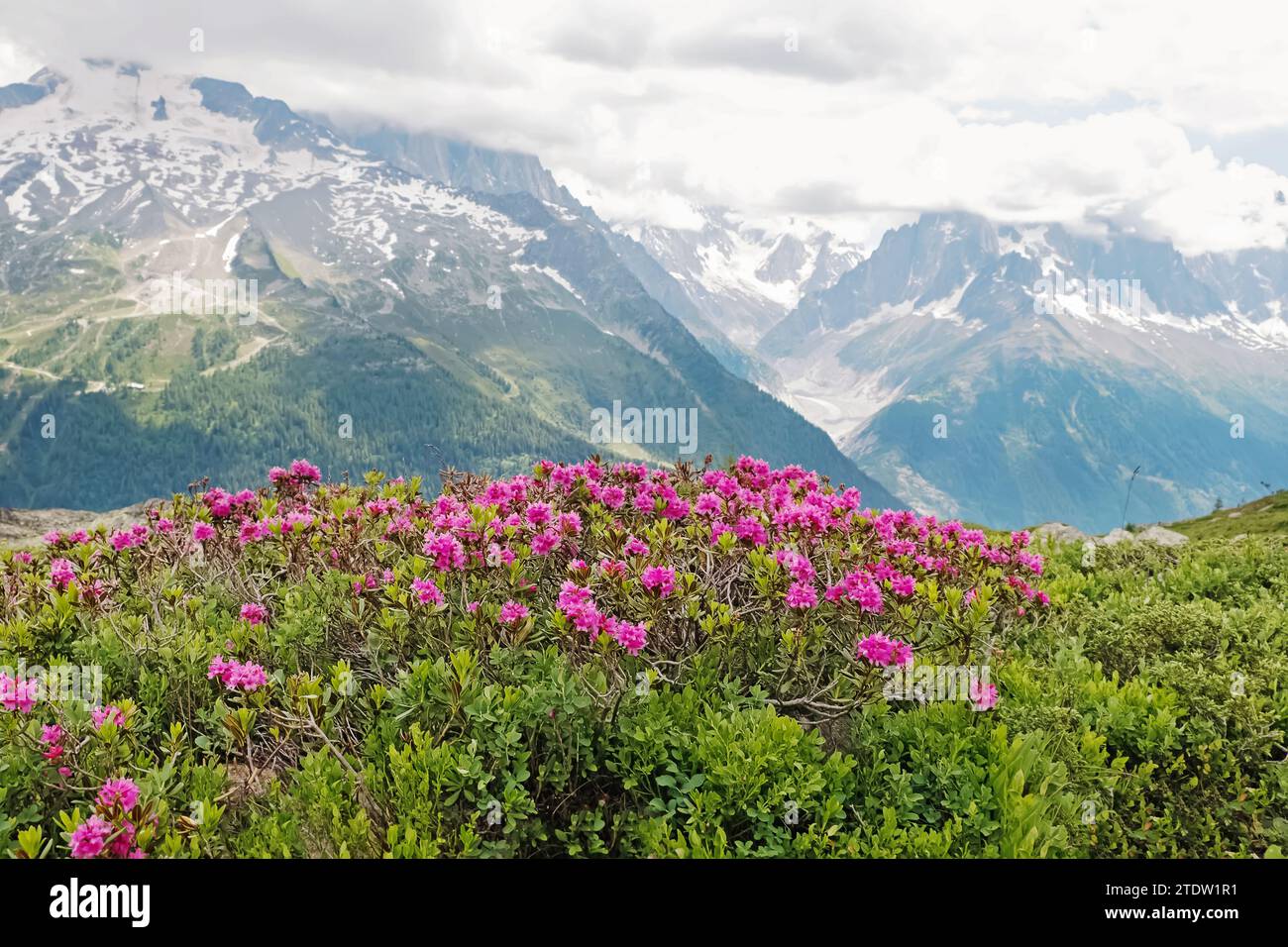 Paesaggio alpino Idillyc con fiori rosa primaverili e montagne innevate sullo sfondo. Foto Stock