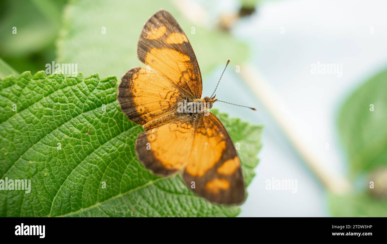 phyciodes tharos farfalla che posa su una foglia Foto Stock