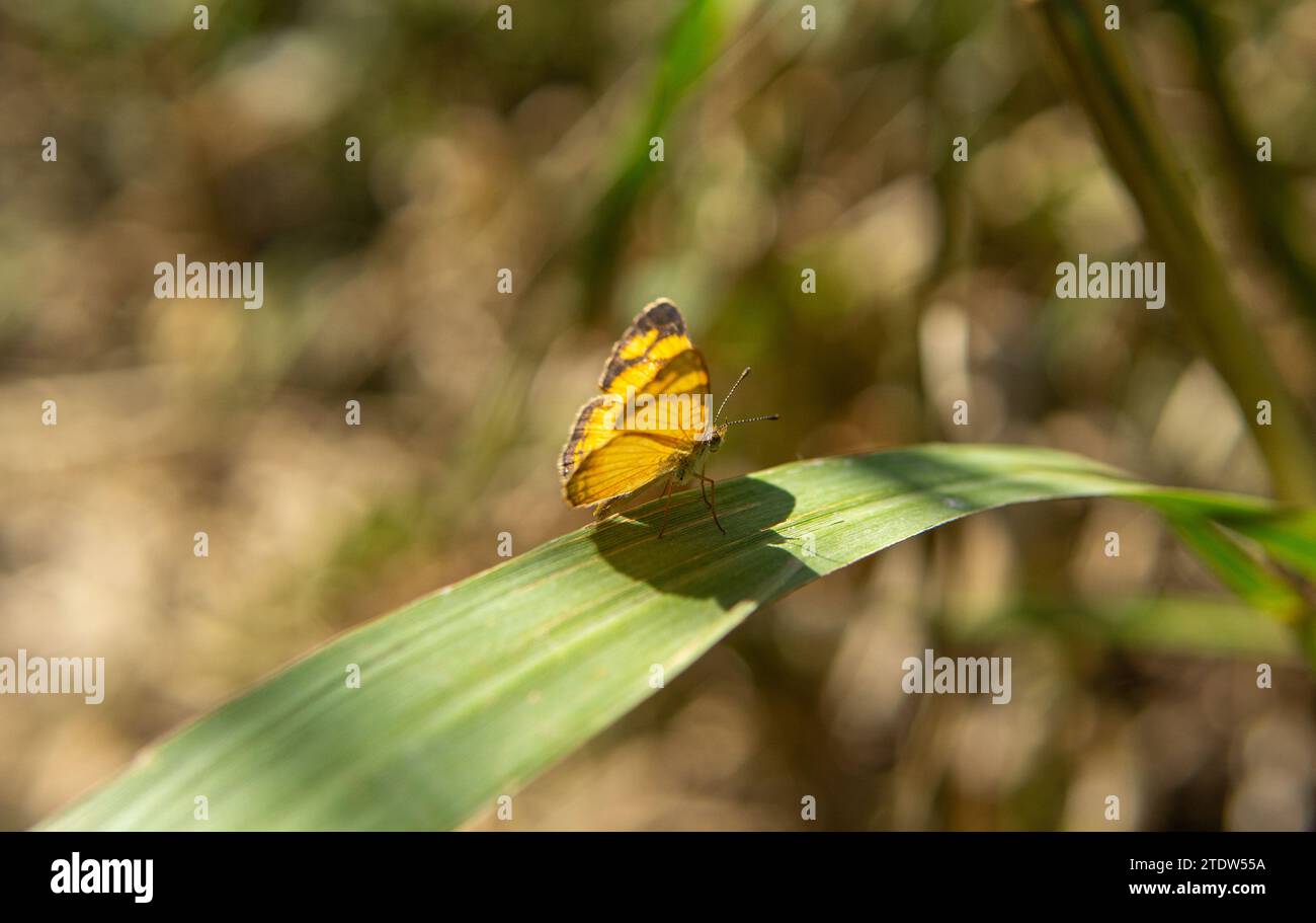 phyciodes tharos farfalla che posa su una foglia Foto Stock