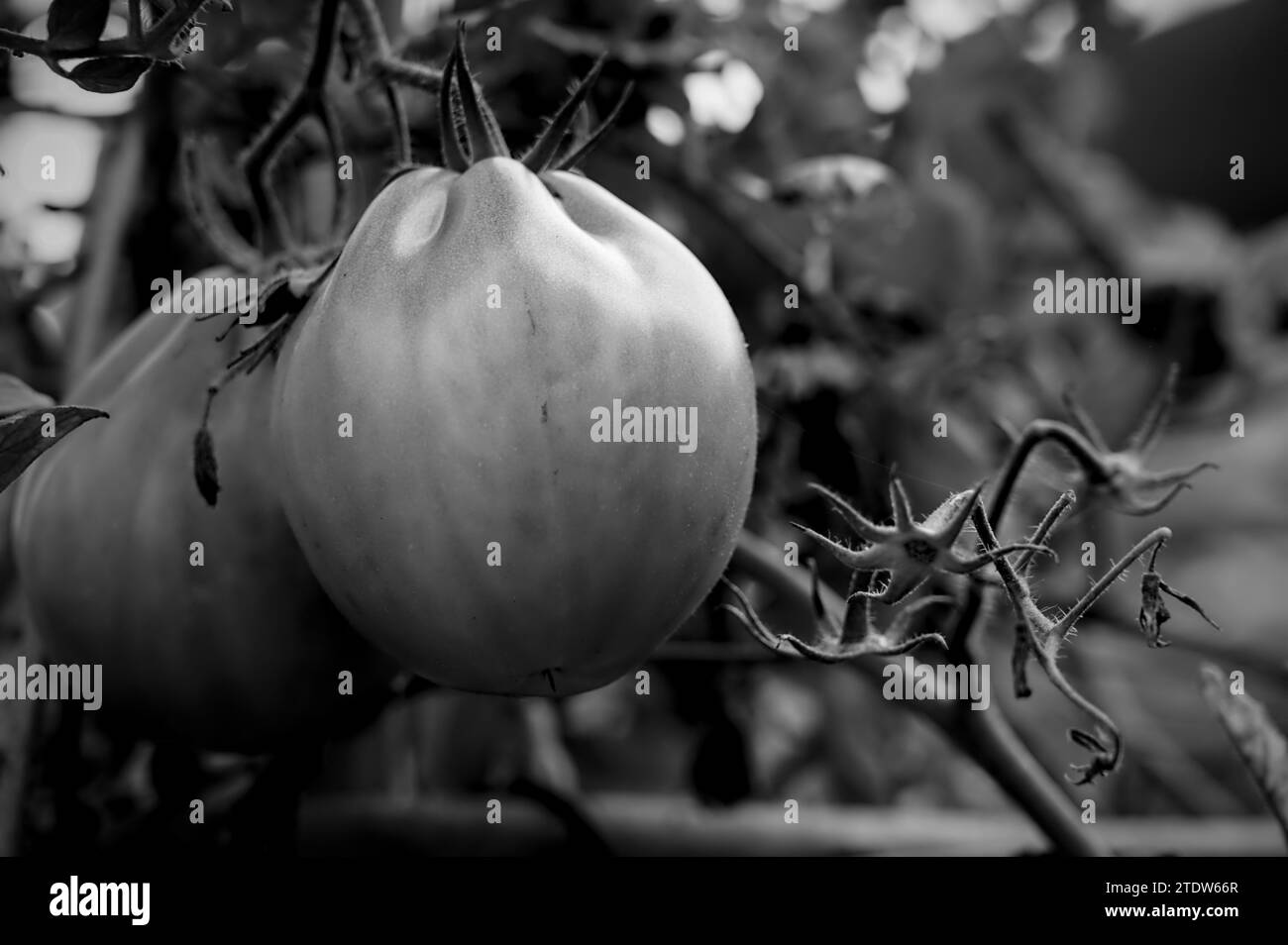 Natura scura in bianco e nero Foto Stock