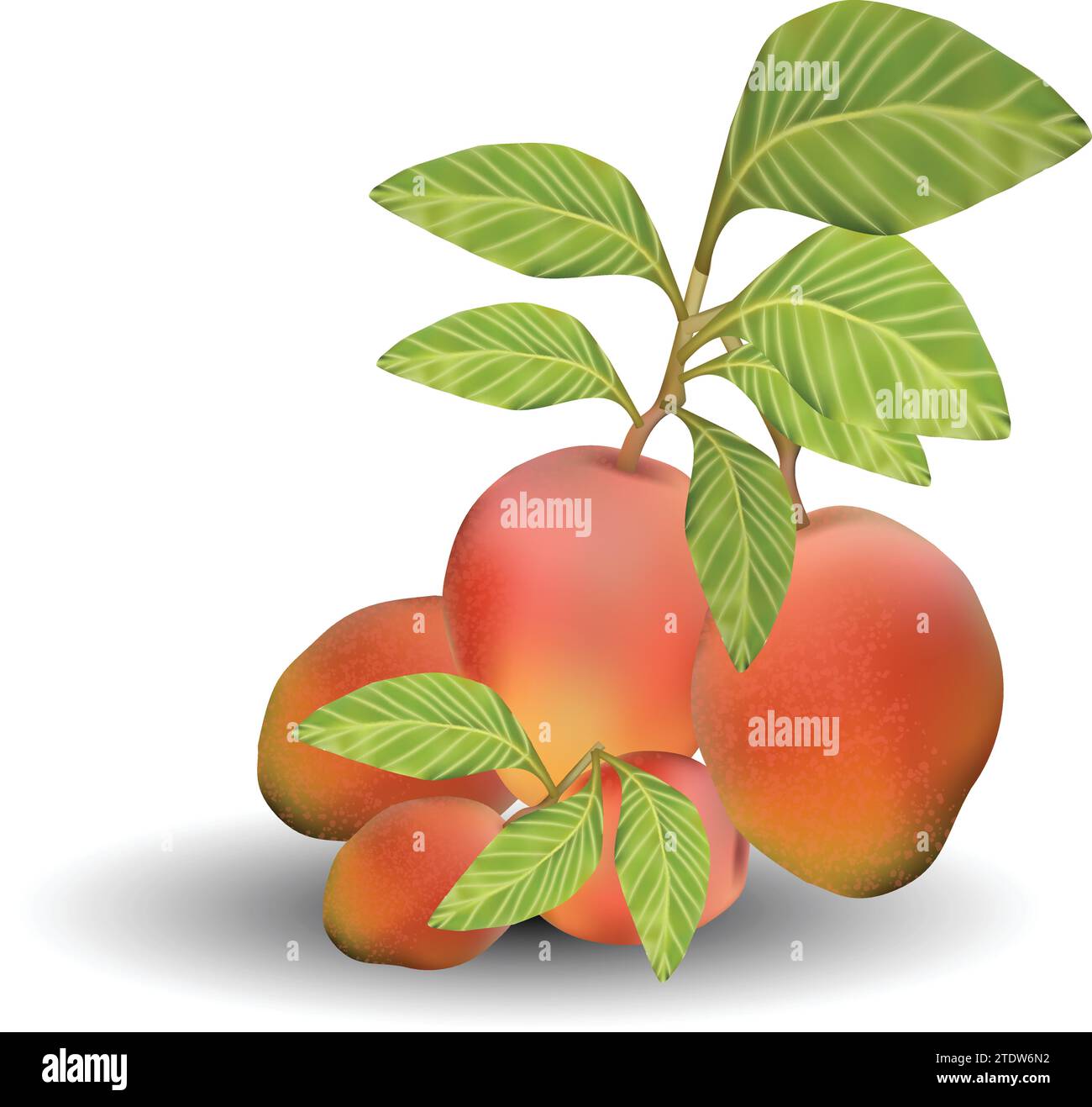 Albero di mango Illustrazione Vettoriale