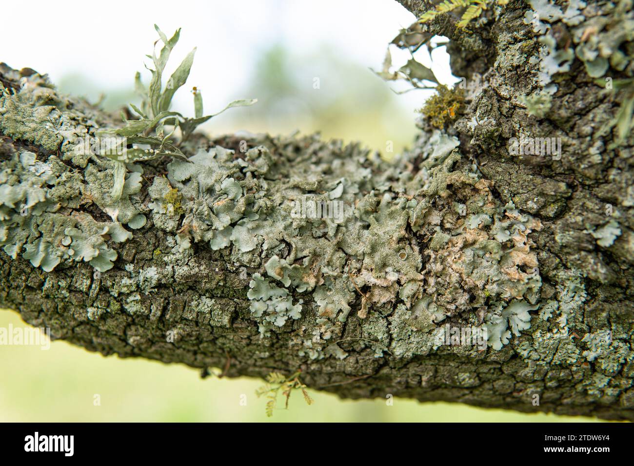 diversi tipi di licheni sulla corteccia degli alberi Foto Stock