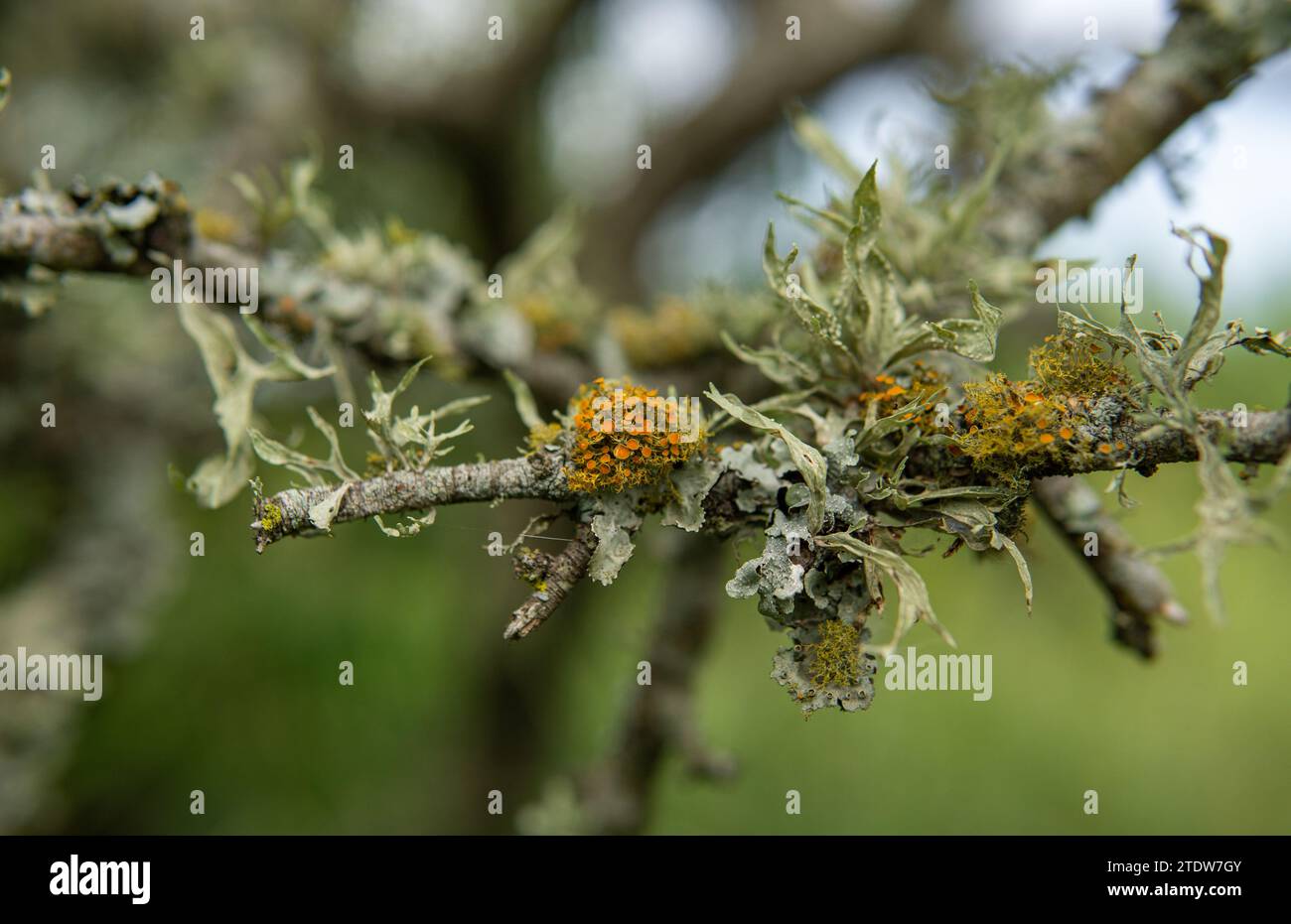 diversi tipi di licheni sulla corteccia degli alberi Foto Stock