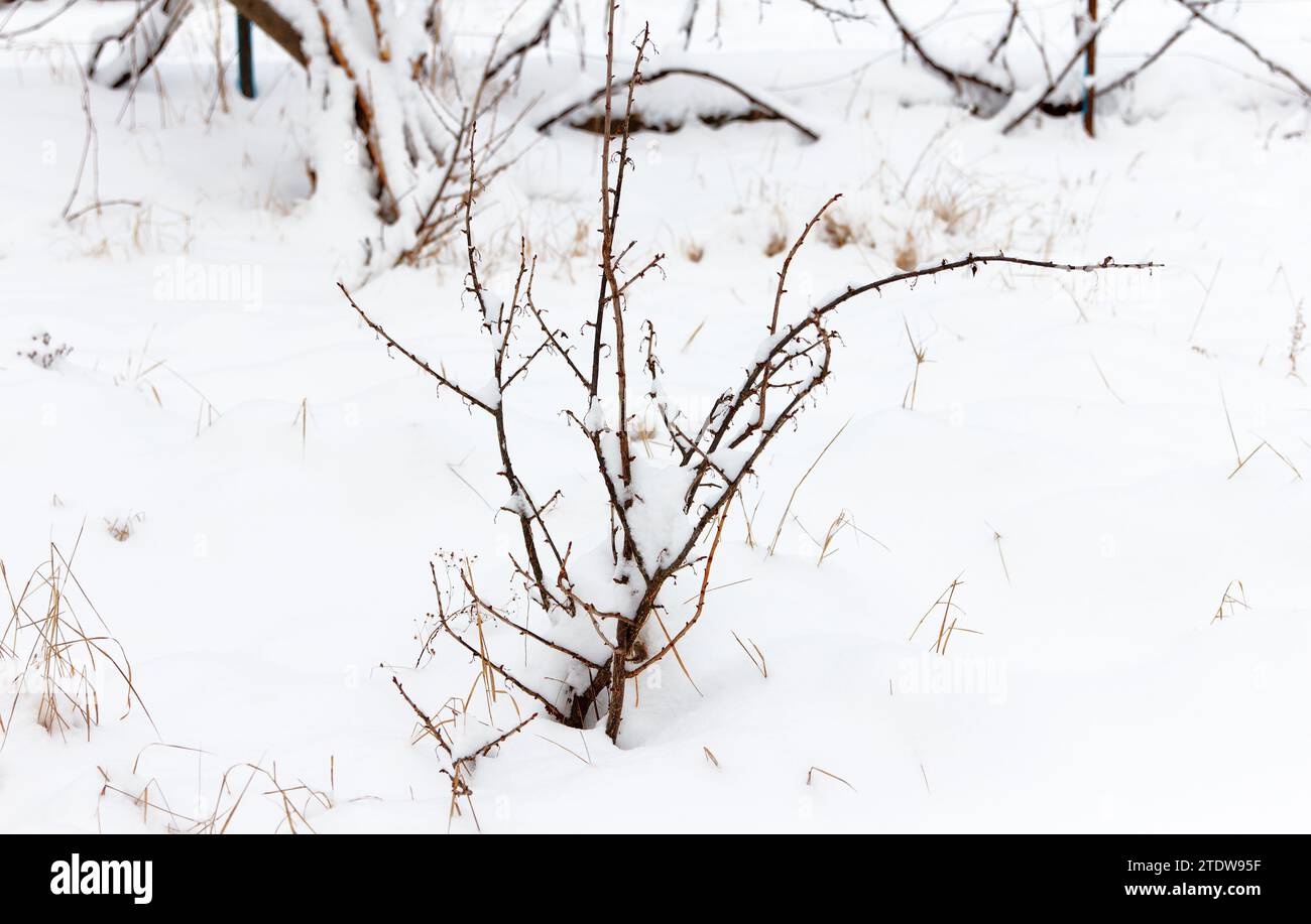 Vista sul giardino d'inverno. Piante bianche ricoperte di neve, cespugli e terreni, sfondo Foto Stock