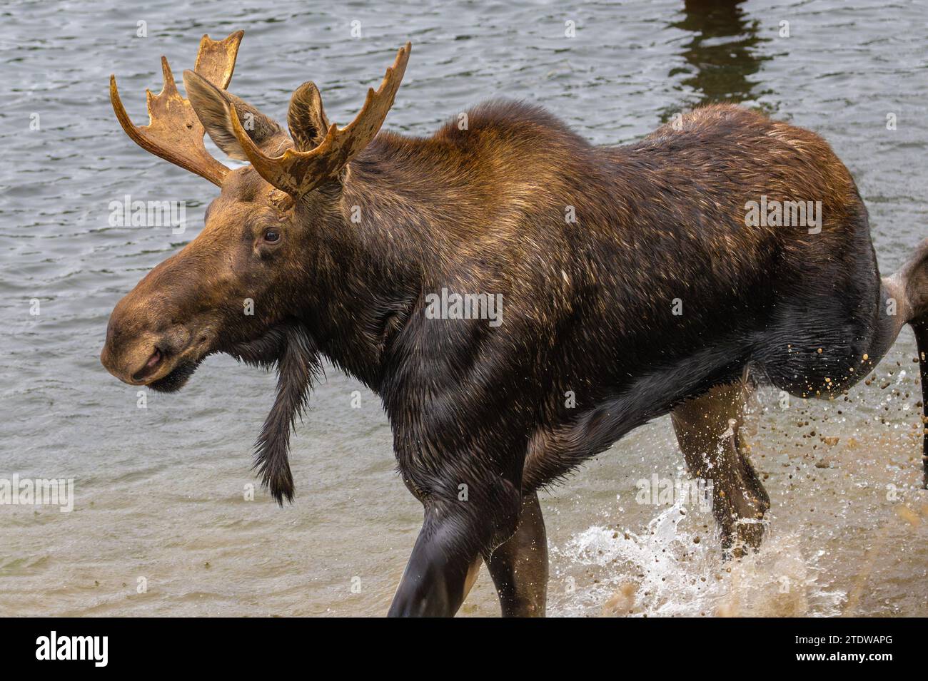 Alce (Alces alces) che scorre in acqua Foto Stock