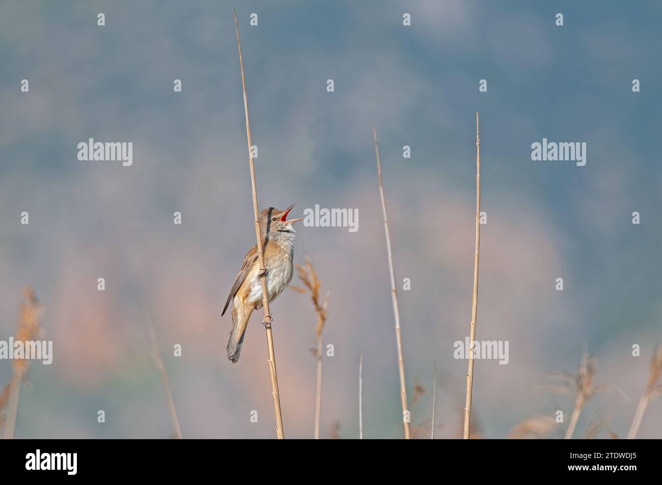 Comar Reed Warbler, Acrocephalus scirpaceus che canta nelle canne. Foto Stock