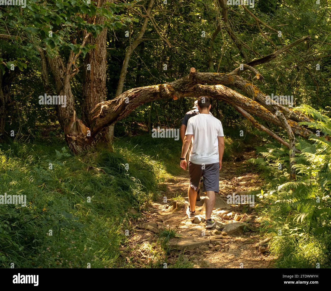 Tronco rotto sul sentiero degli dei. Tra Emilia-Romagna e Toscana. Province di Bologna e Firenze, Italia Foto Stock