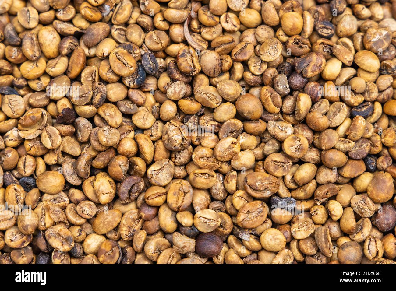 I chicchi di caffè stanno morendo nella zona rurale di Bali, Indonesia Foto Stock