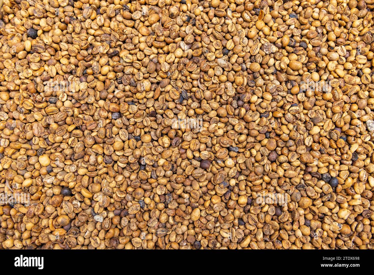 I chicchi di caffè stanno morendo nella zona rurale di Bali, Indonesia Foto Stock