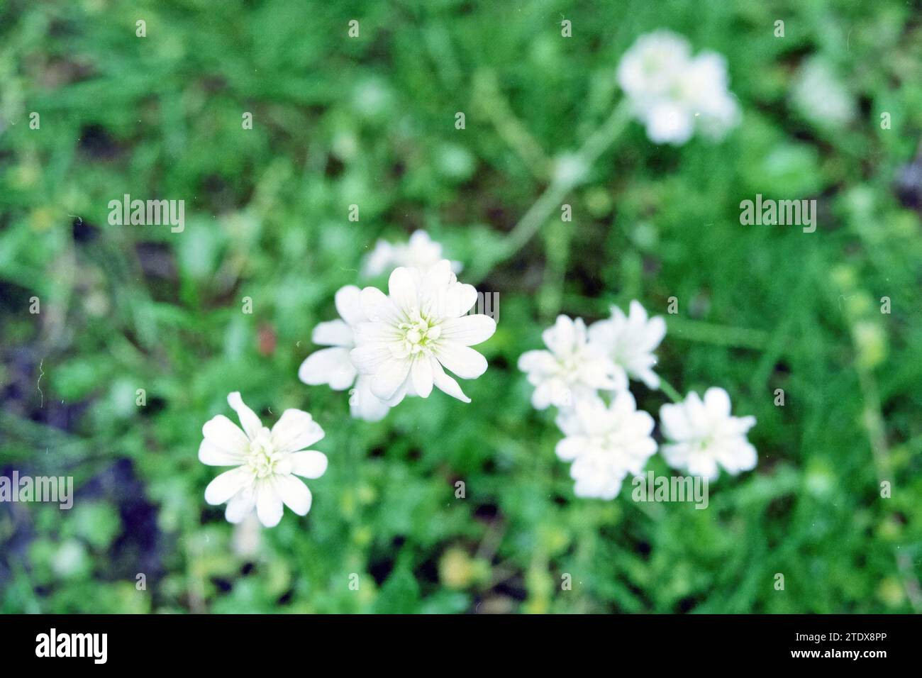 Haarlem Glockenspiel nella tenuta di Beeckestijn a Velsen-Zuid. La pianta è un sassifrage a doppio fiore e ha il nome scientifico Saxifraga granulata var. plena., Velsen-Zuid, 20-05-1997, Whizgle News from the Past, su misura per il futuro. Esplora le narrazioni storiche, l'immagine dell'agenzia olandese olandese con una prospettiva moderna, colmando il divario tra gli eventi di ieri e quelli di domani. Un viaggio senza tempo che delinea le storie che plasmano il nostro futuro. Foto Stock