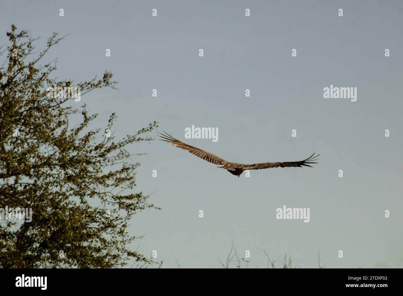 Un maestoso falco si innalza con grazia vicino alle cime degli alberi, le cui ali si aprono nell'aria in un'atmosfera di eleganza indomata e libertà senza limiti. Foto Stock