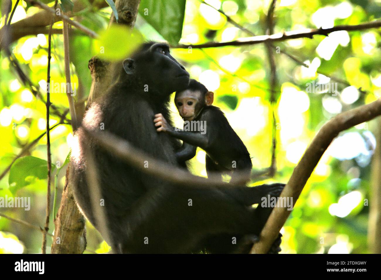 Un macaco crestato (Macaca nigra) si prende cura di un neonato mentre si siede su una liana all'ombra nella foresta di Tangkoko, Sulawesi settentrionale, Indonesia. L'International Union for Conservation of Nature (IUCN) conclude che l'aumento delle temperature ha portato, tra l'altro, a cambiamenti ecologici, comportamentali e fisiologici nelle specie animali e nella biodiversità. "Oltre all'aumento dei tassi di malattia e di habitat degradati, il cambiamento climatico sta anche causando cambiamenti nelle specie stesse, che minacciano la loro sopravvivenza", hanno scritto in una pubblicazione del 19 dicembre 2023 su IUCN.org. Un altro rapporto di una squadra di... Foto Stock