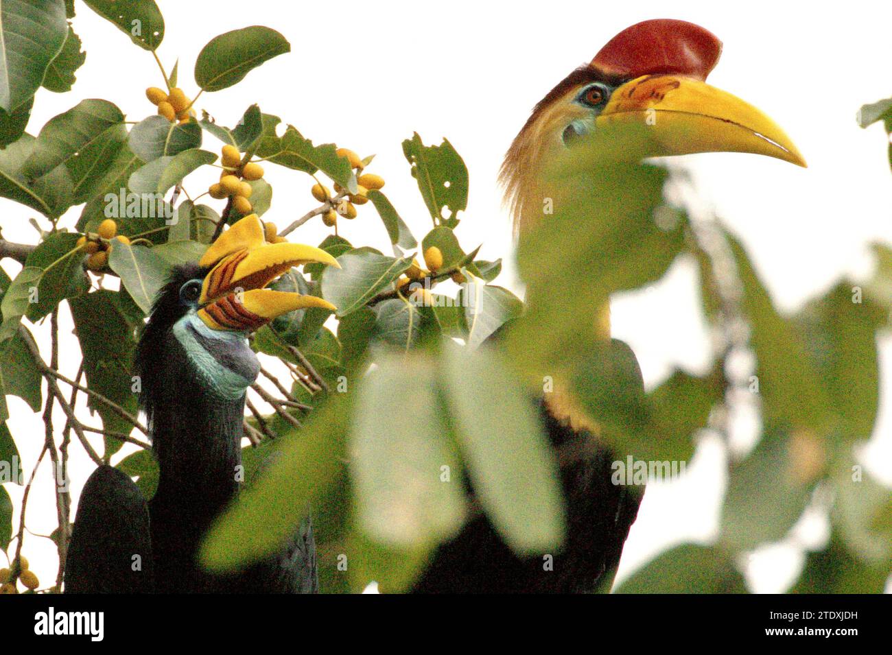 Fiocchi di corna (Rhyticeros cassidix), una coppia, appollaiati su un albero di fico fruttato, in quanto si nutrono in un'area vegetata ai piedi del Monte Tangkoko e Duasudara (Dua Saudara) a Bitung, Sulawesi settentrionale, Indonesia. L'International Union for Conservation of Nature (IUCN) conclude che l'aumento delle temperature ha portato, tra l'altro, a cambiamenti ecologici, comportamentali e fisiologici nelle specie animali e nella biodiversità. "Oltre all'aumento dei tassi di malattie e di habitat degradati, il cambiamento climatico sta anche causando cambiamenti nelle specie stesse, che minacciano la loro sopravvivenza", hanno scritto su... Foto Stock