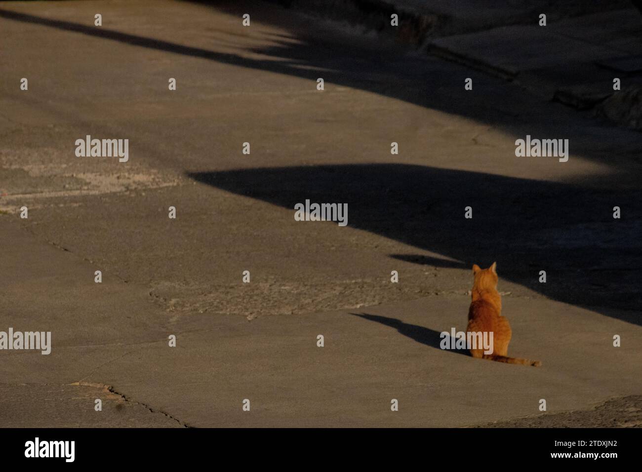Un gatto giallo siede serenamente in mezzo alla strada, crogiolandosi nel caldo abbraccio del sole mattutino, proiettando un bagliore radioso sulla sua pelliccia. Foto Stock