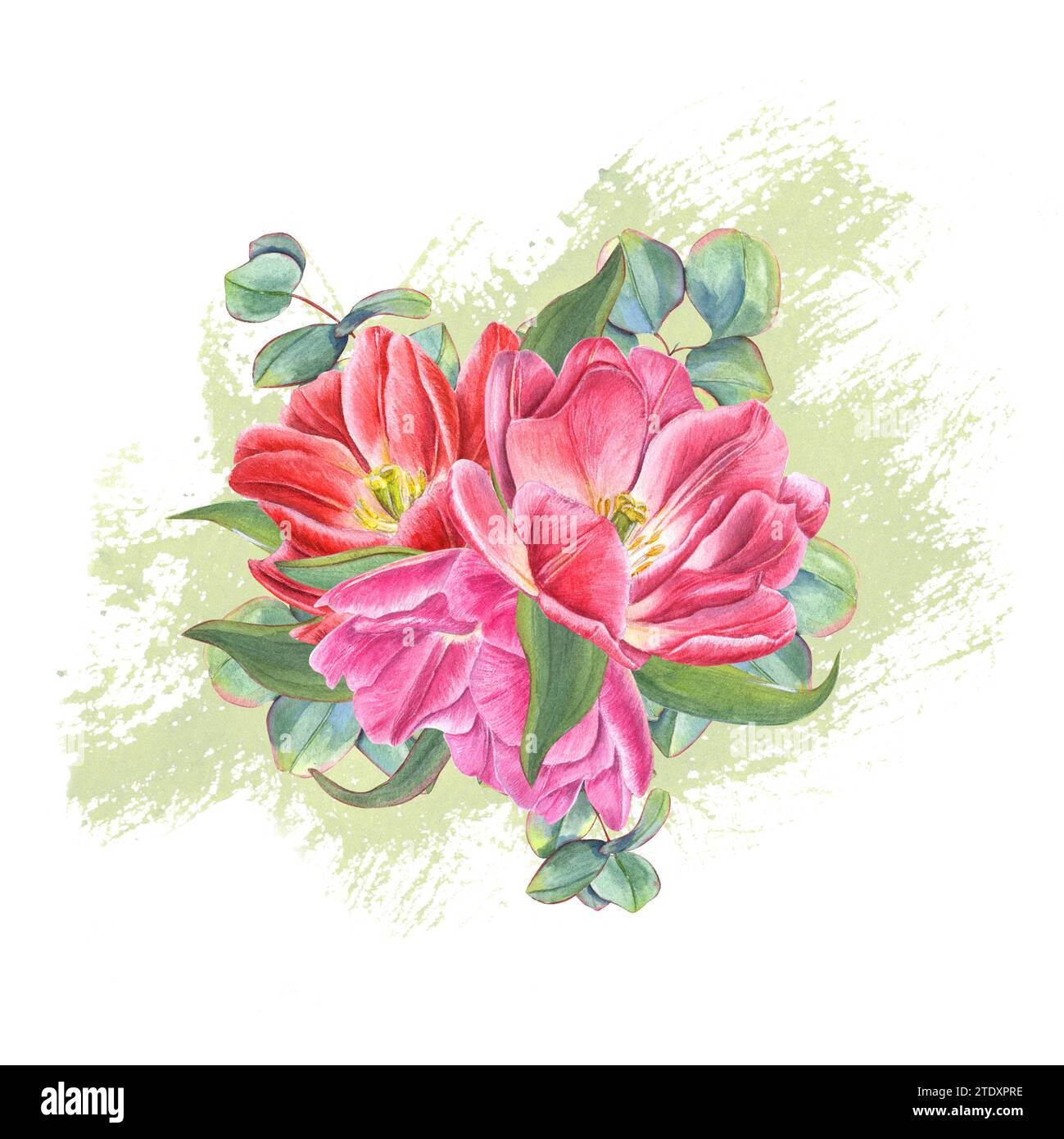 Tulipani doppi rosa, foglie verdi sullo sfondo di tratti di vernice verde. Illustrazione acquerello. Per San Valentino, invito di nozze, compleanno Foto Stock