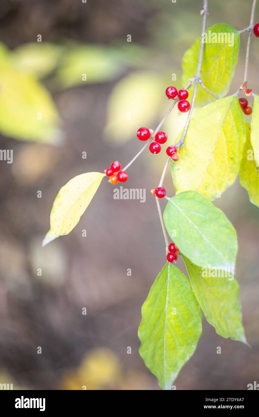 Bacche con foglie per la salute su un ramo d'albero. Foto Stock