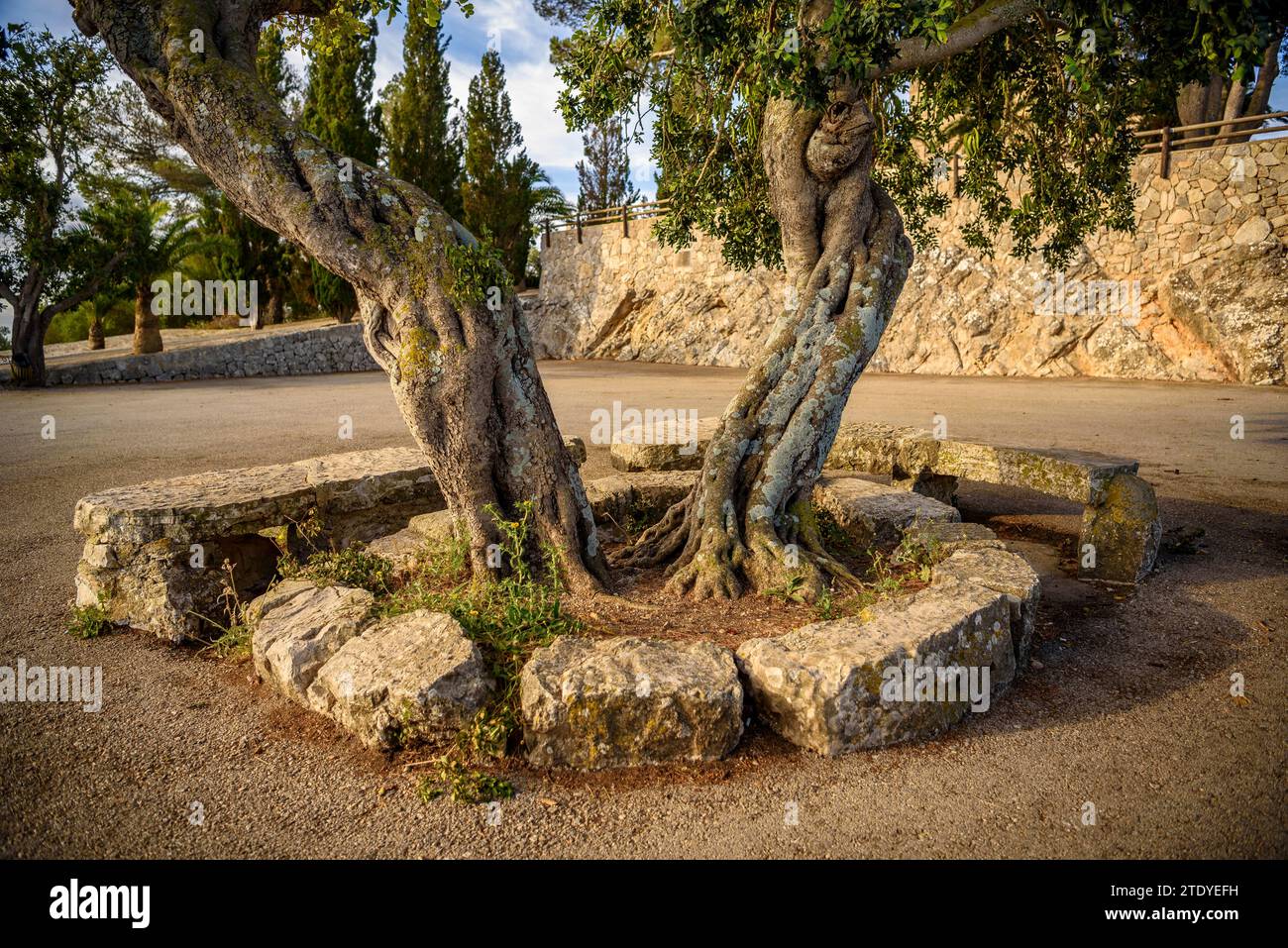 Un olivo di fronte al santuario di Bonany (Maiorca, Isole Baleari, Spagna) ESP: Un olivo delante del santuario de Bonany (Maiorca, España) Foto Stock