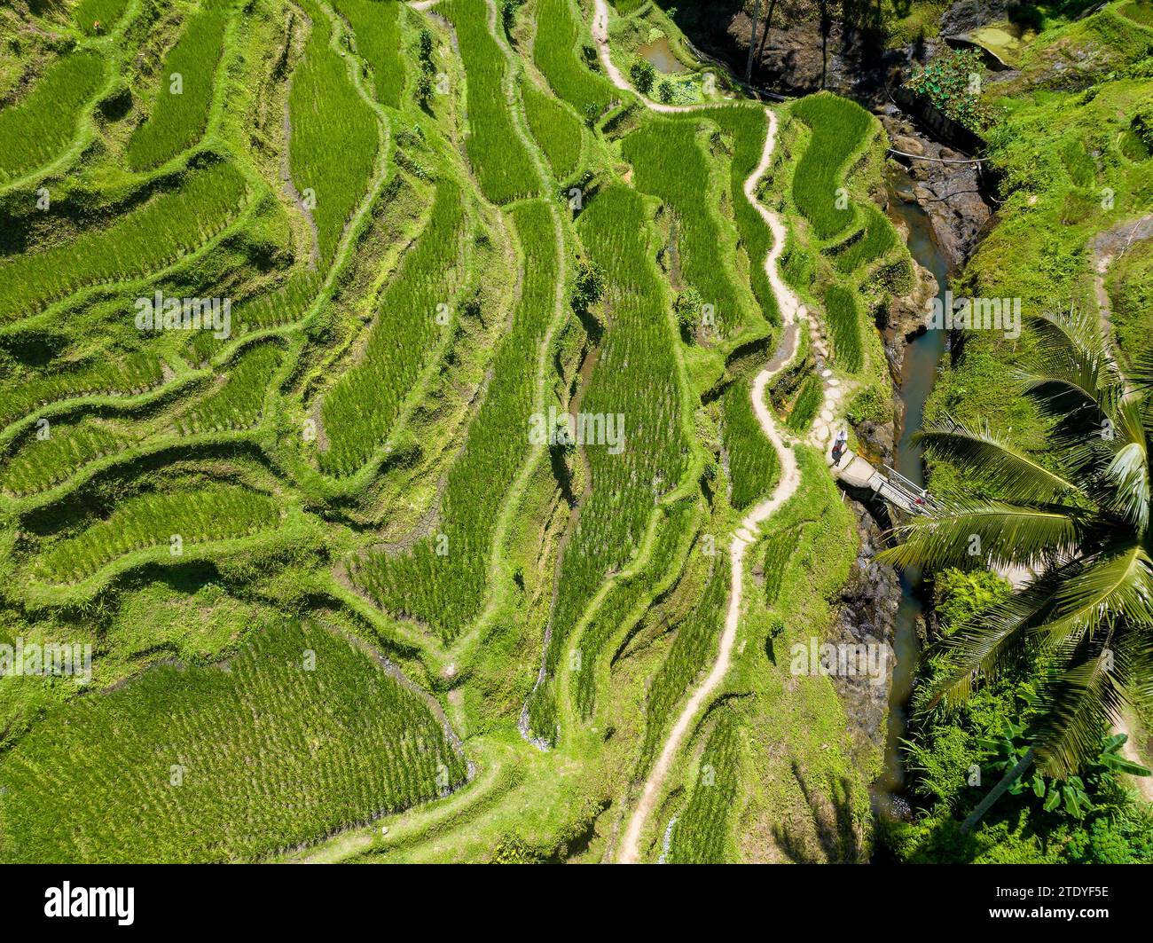 Vista aerea della terrazza di riso Tegalalang a Bali, Indonesia Foto Stock