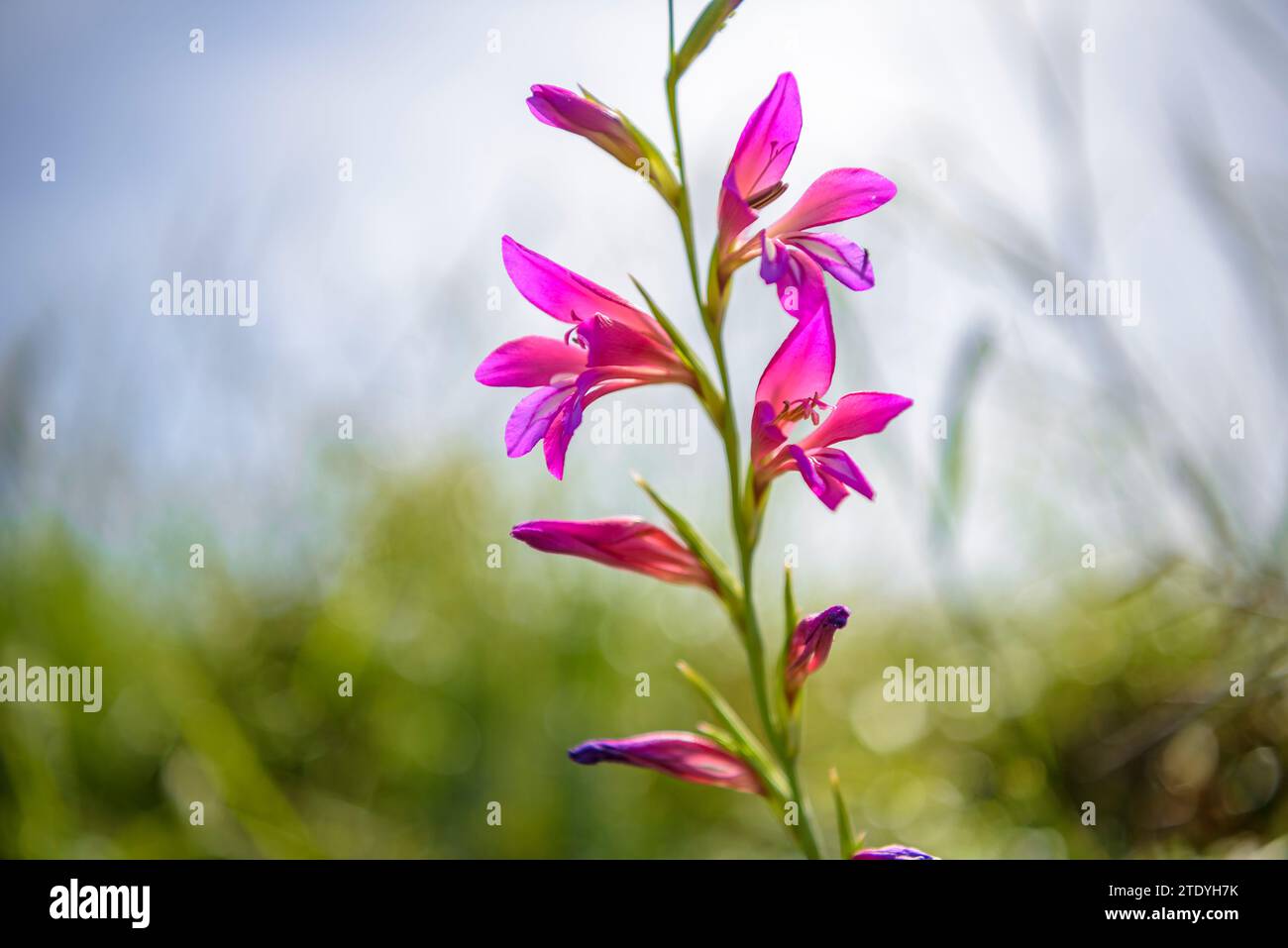 Gladiolus (Gladiolus illyricus) in un campo vicino a Montuiri in primavera (Maiorca, Isole Baleari, Spagna) ESP: Gladiolo (Gladiolus illyricus) en Mallorca Foto Stock