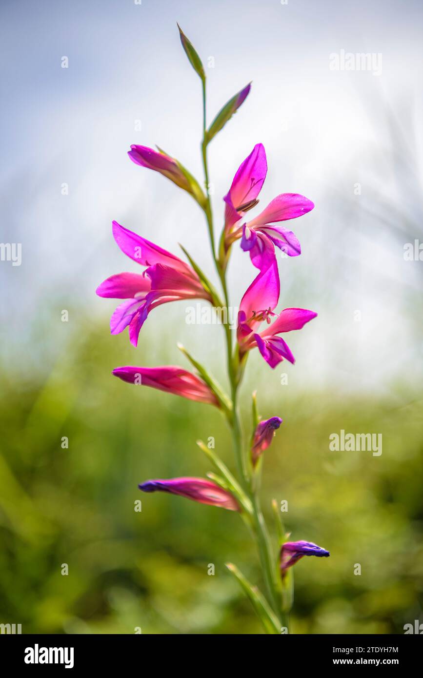 Gladiolus (Gladiolus illyricus) in un campo vicino a Montuiri in primavera (Maiorca, Isole Baleari, Spagna) ESP: Gladiolo (Gladiolus illyricus) en Mallorca Foto Stock