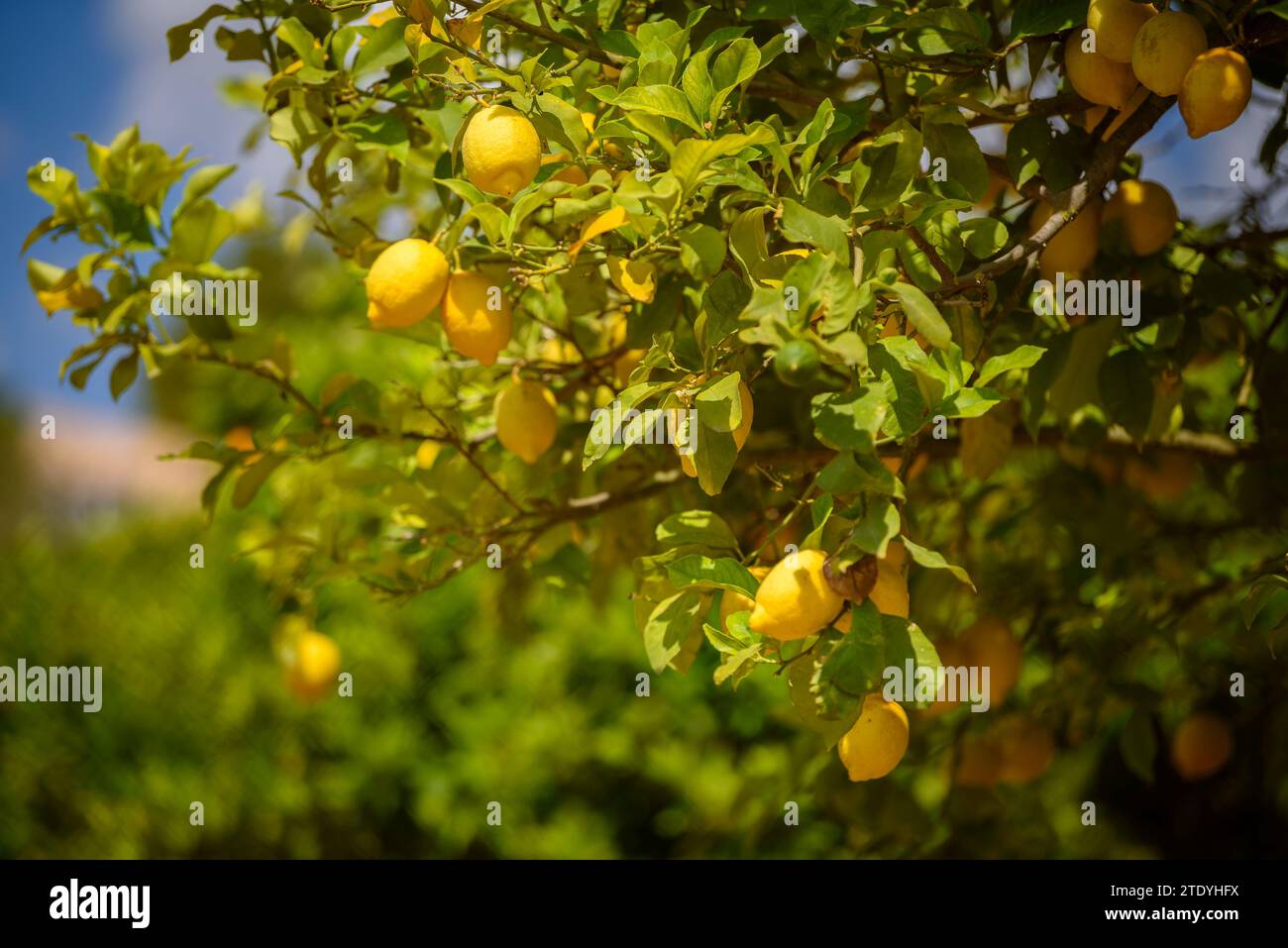 Limoni su un limone in un campo vicino al villaggio di Maria la Salut (Maiorca, Isole Baleari, Spagna) ESP: Limones en un limonero de un campo Foto Stock