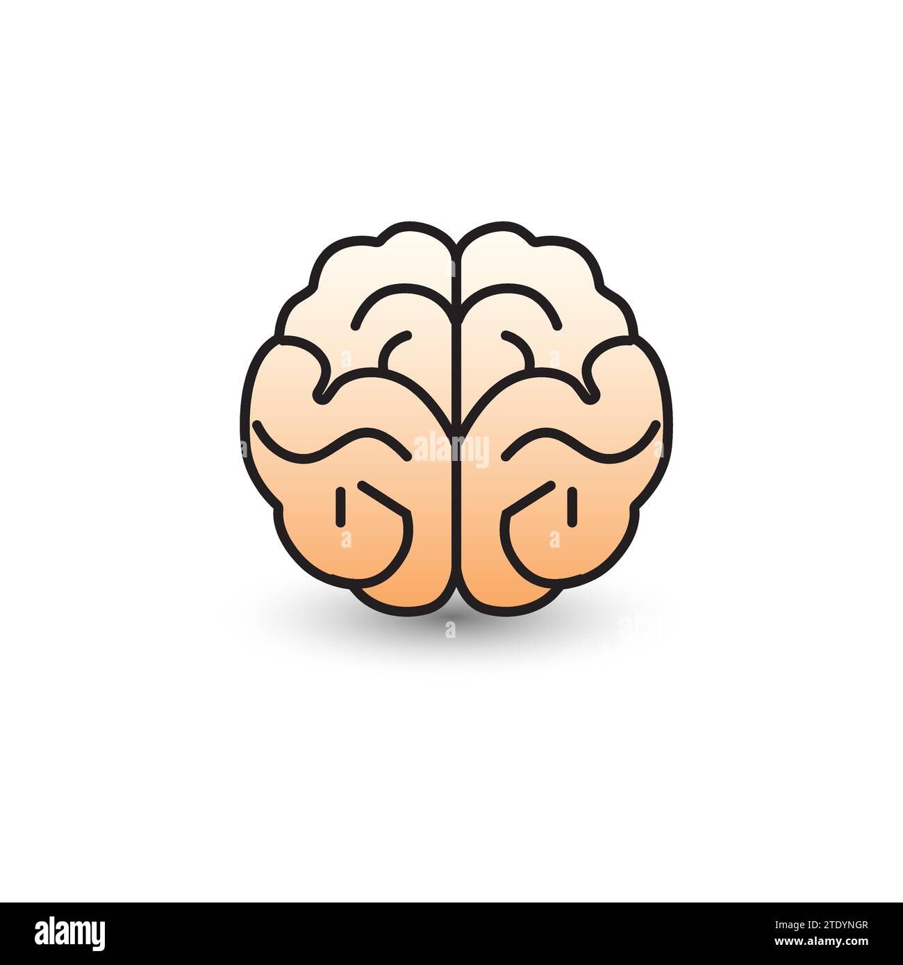 Illustrazione della corteccia cerebrale umana su sfondo bianco. Illustrazione Vettoriale