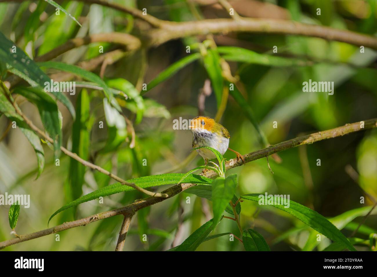 Warbler con la faccia di Rufous arroccato su un ramo Foto Stock