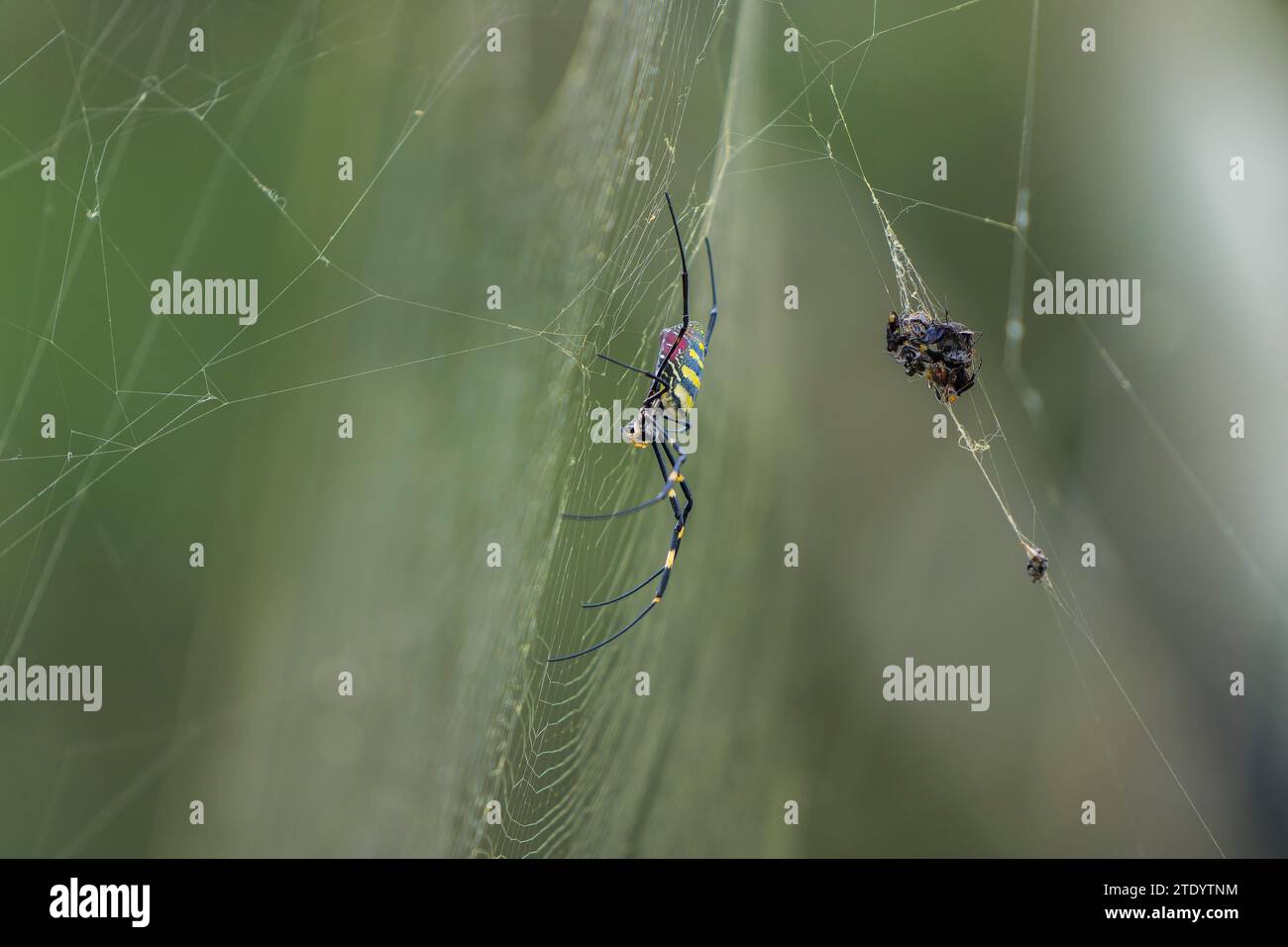 Trichonephila clavata ragno su una ragnatela Foto Stock