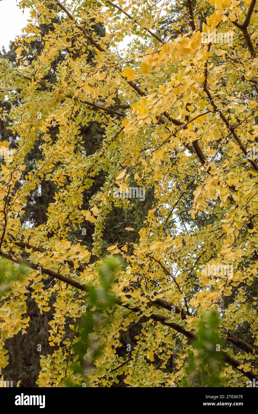 Gingko Tree contro il cielo Foto Stock