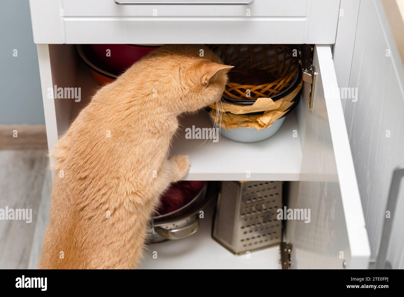 il gatto rosso sale nell'armadio della cucina. gatto curioso. il gatto è interessato. gatto in cucina Foto Stock