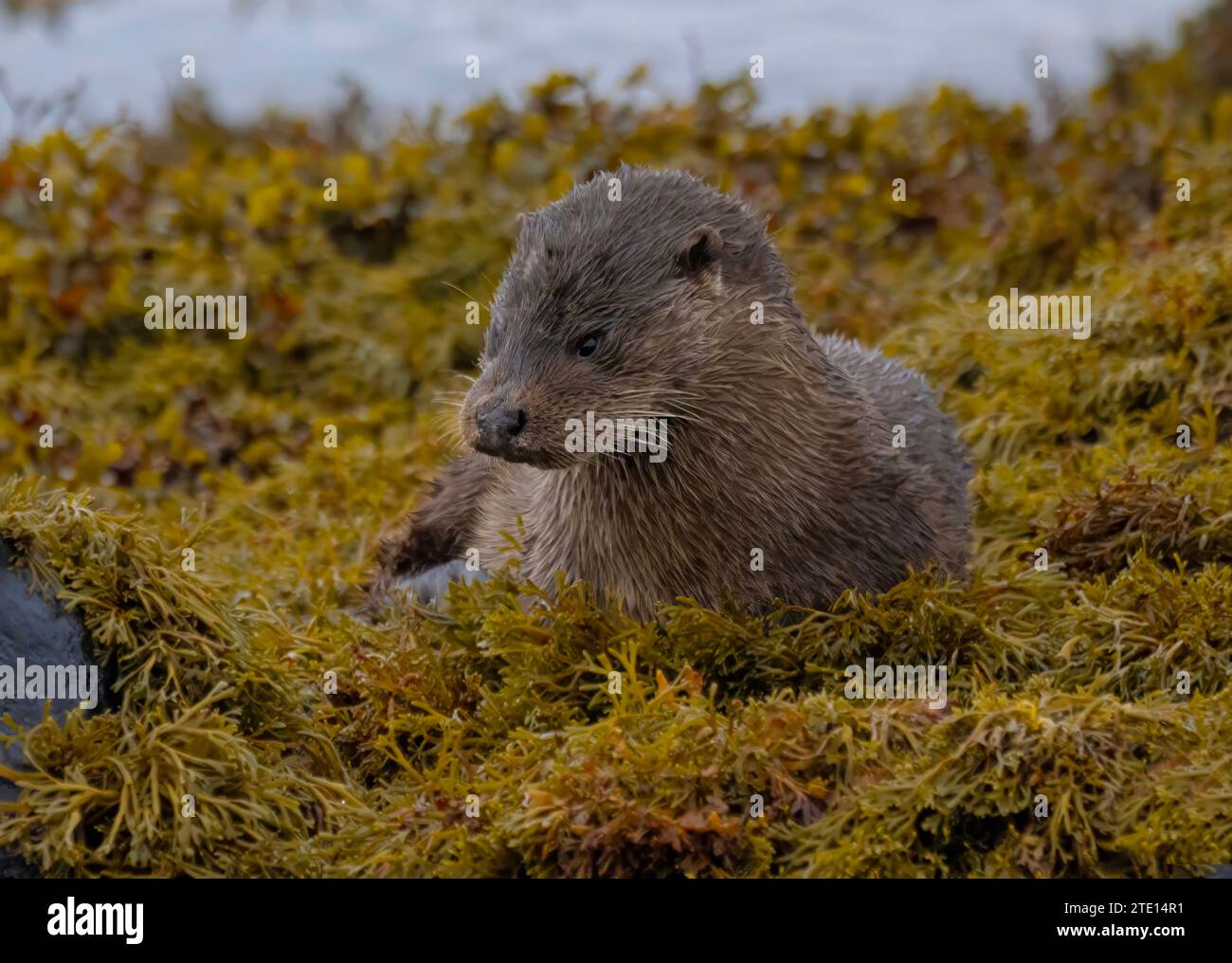 Lontre in Scozia nel Regno Unito le lontre CARINE furono catturate mentre si aggiravano i corsi d'acqua scozzesi all'Isola di Mull il 15 dicembre. La lontra (Lutra lutr Foto Stock