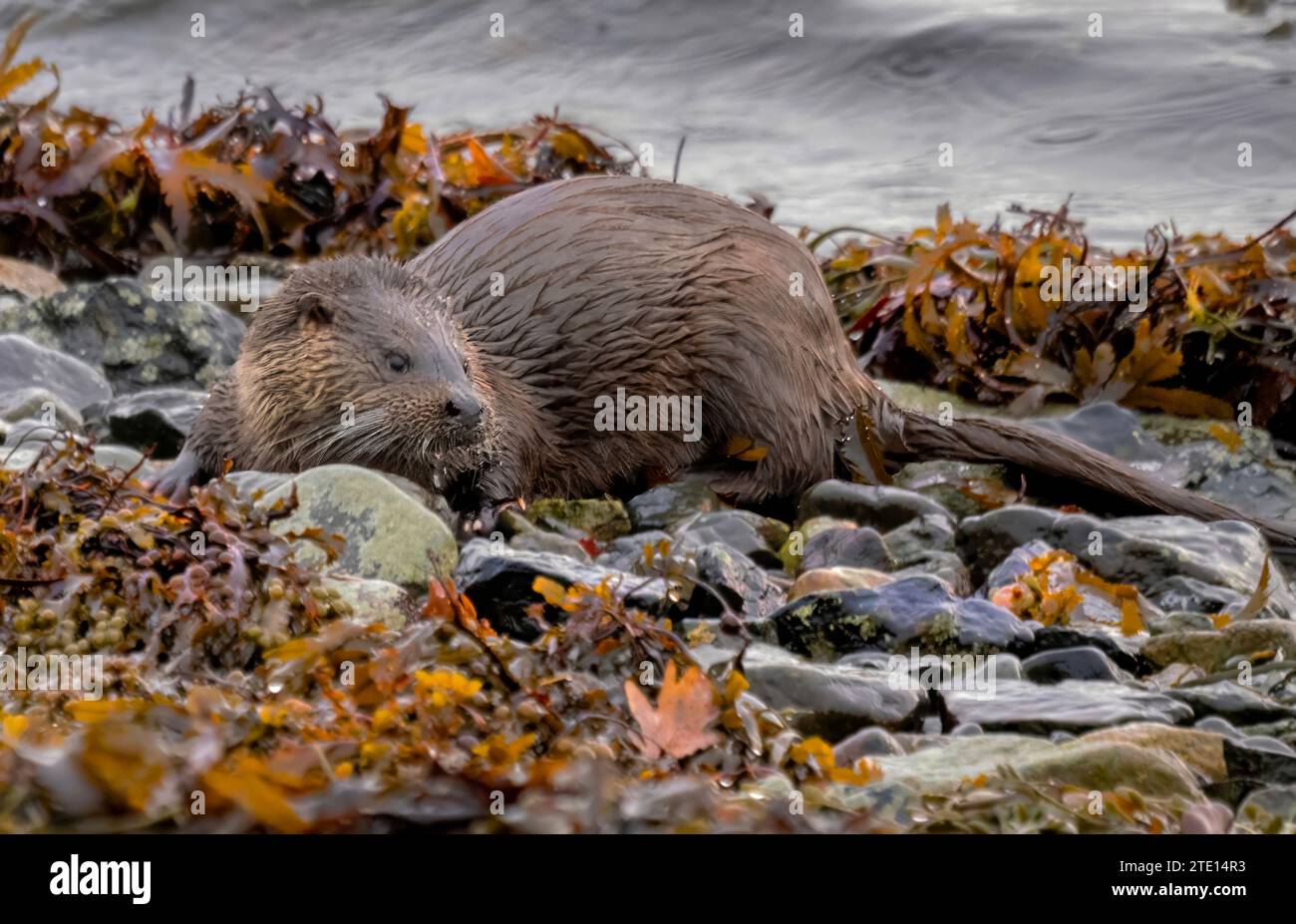 Otter dopo una bella nuotata, il 15 dicembre furono catturate delle GRAZIOSE lontre inglesi che si aggiravano intorno ai corsi d'acqua scozzesi sull'isola di Mull. La lontra (Lutra Foto Stock