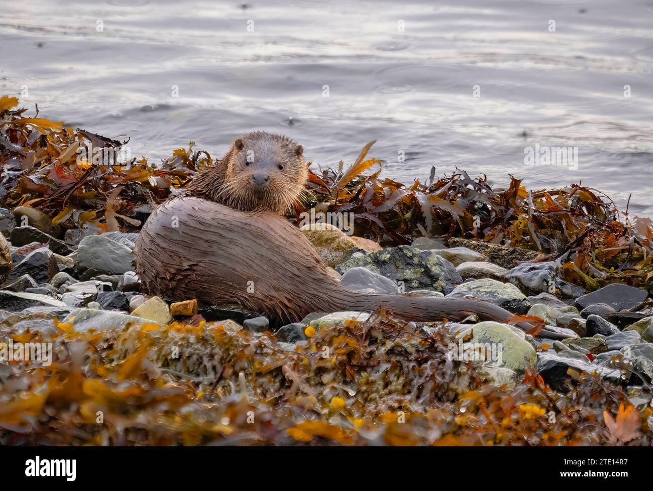 Lontre che si rilassavano sulla spiaggia nel Regno Unito sono state catturate lontre GRAZIOSE che si aggiravano intorno ai corsi d'acqua scozzesi all'Isola di Mull il 15 dicembre. La lontra (L Foto Stock