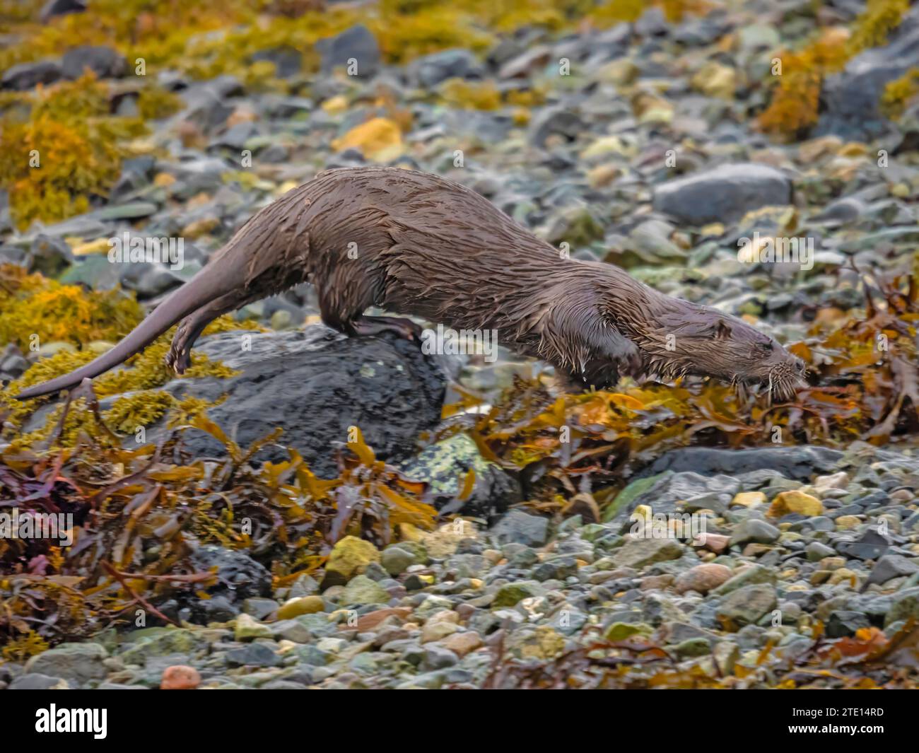 Le lontre amano i corsi d'acqua puliti le lontre CARINE del Regno Unito sono state catturate in giro per i corsi d'acqua scozzesi all'Isola di Mull il 15 dicembre. La lontra (L Foto Stock