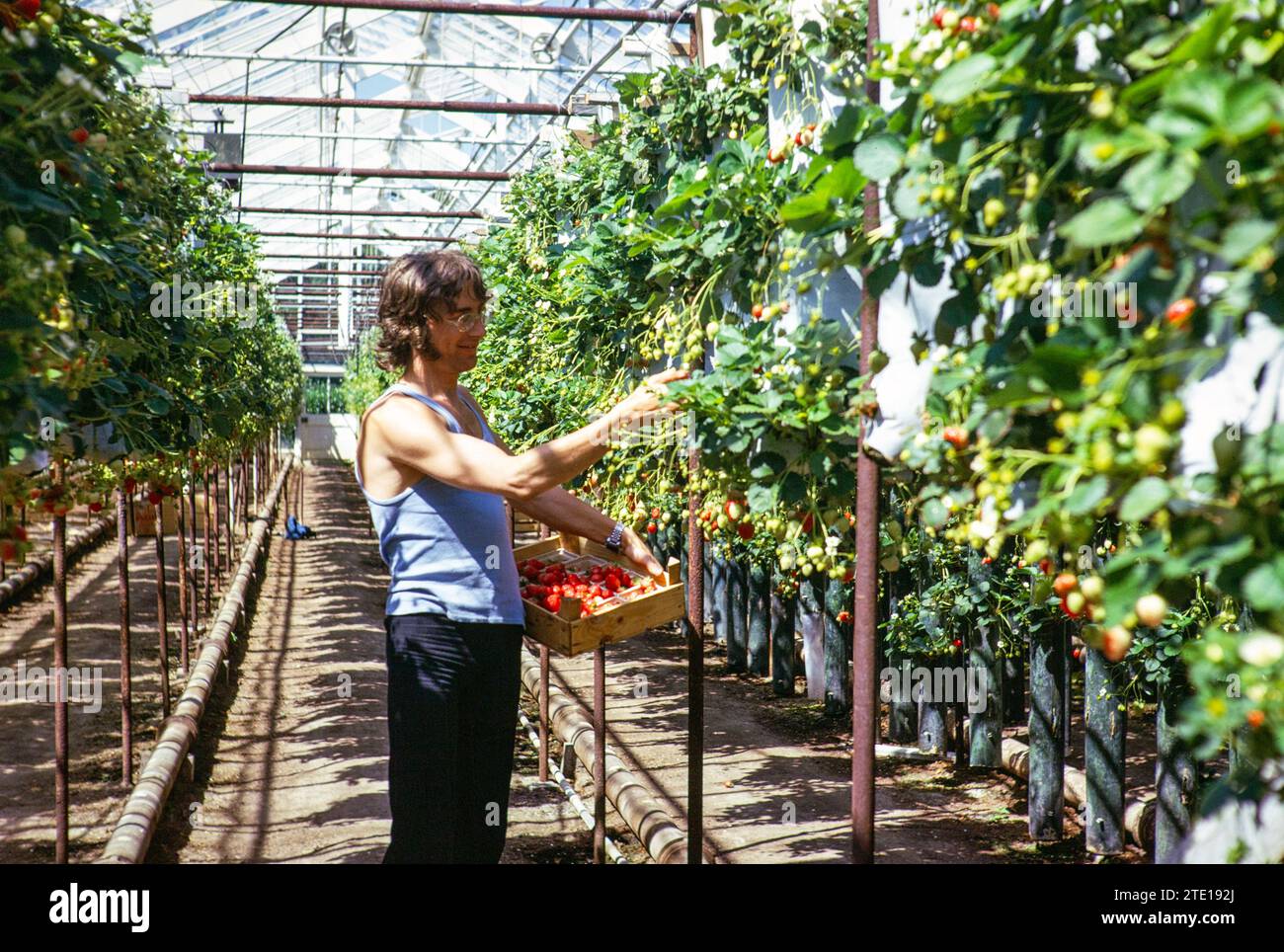 Fragole intensive Fruit Farming in Greenhouse, Guernsey, Channel Island, Gran Bretagna, giugno 1974 Foto Stock
