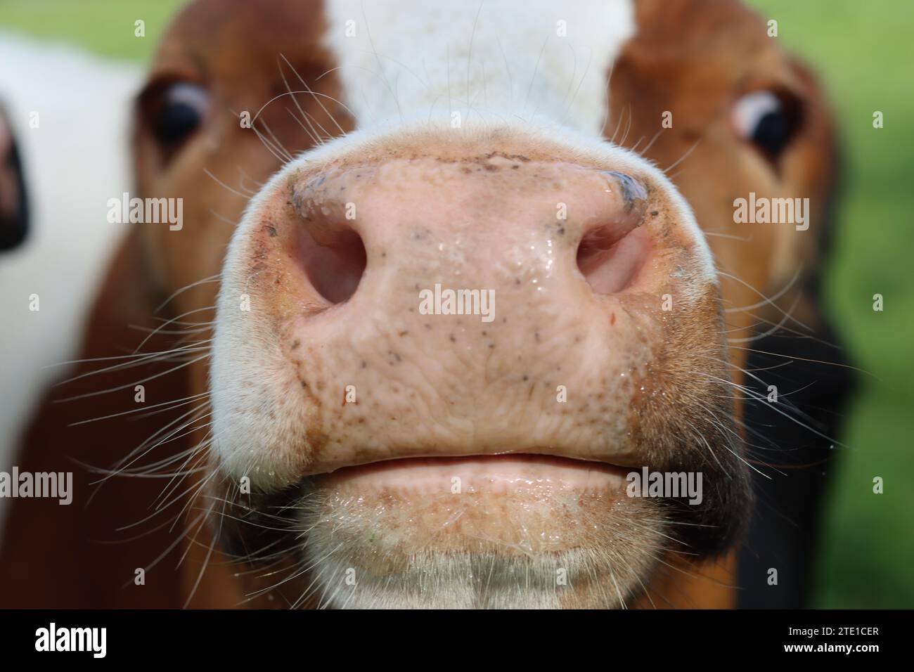 Primo piano della testa di una mucca marrone e bianca, con la museruola contro la fotocamera Foto Stock