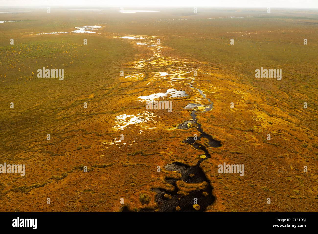 Vista aerea di una palude autunnale a Yelnya, Bielorussia, autunno. Ecosistemi problemi ecologici cambiamenti climatici. Foto Stock