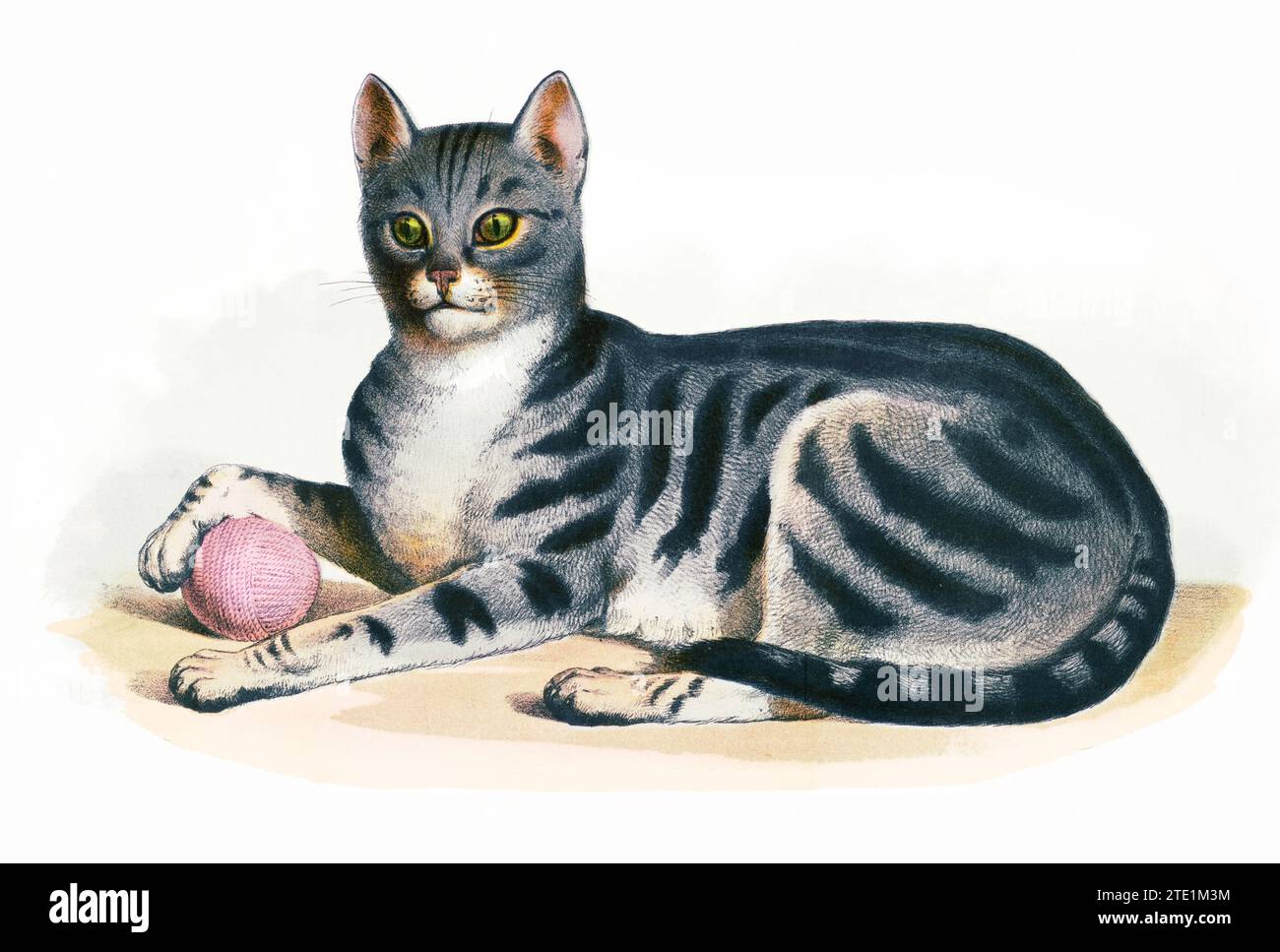 Illustrazione animale degli anni '1870 - il gatto, Felis domesticus. La stampa mostra una vista a sinistra di un gatto domestico, a tutta lunghezza, sdraiato, davanti, con una zampa appoggiata su una palla di filato, isolata su sfondo bianco. Foto Stock