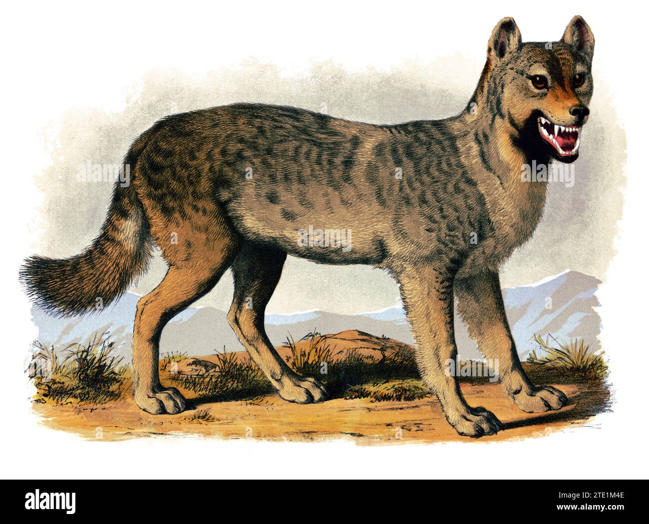 Illustrazione di animali degli anni '1870 - lupo grigio - lupo di Canis - la stampa mostra una vista a destra di un lupo grigio, a lunghezza intera, in piedi, con la testa leggermente girata a destra - isolato su sfondo bianco Foto Stock