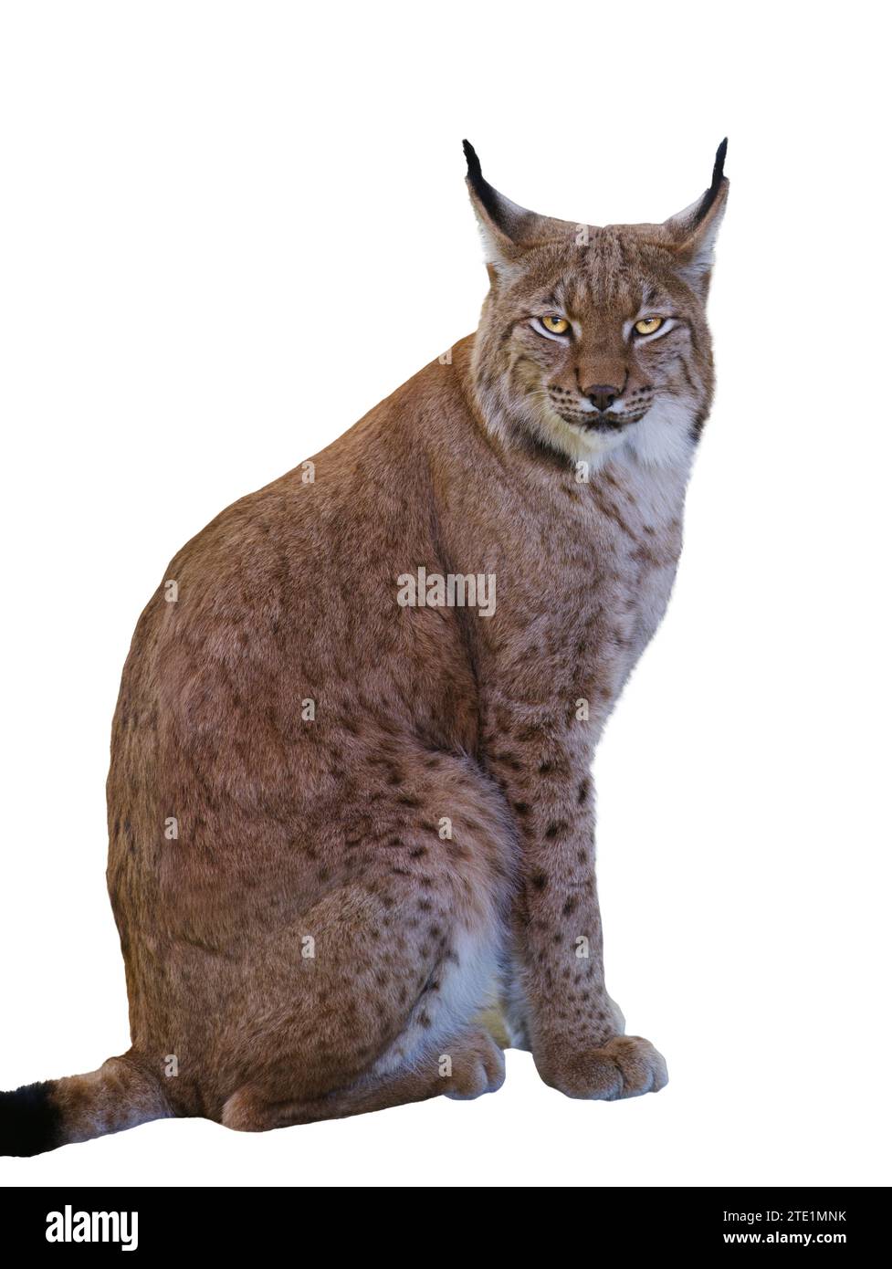 Lince dei Carpazi isolata su sfondo bianco Foto Stock