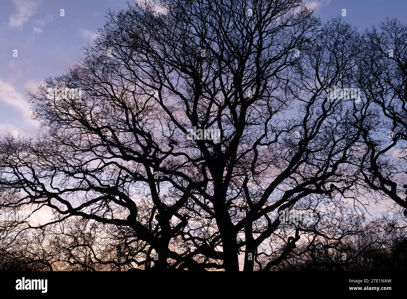 Una grande, impressionante, maestosa, scura, sagoma della corona dell'albero al tramonto. Foto Stock