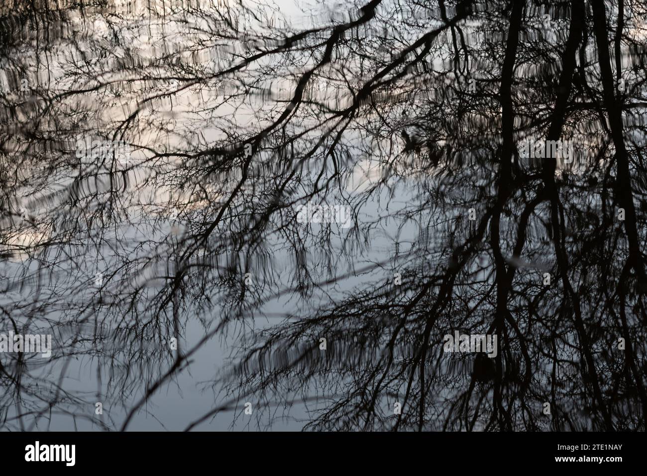 La corona dell'albero e i rami invernali scuri e impressionanti si riflettono in un laghetto al crepuscolo. Foto Stock