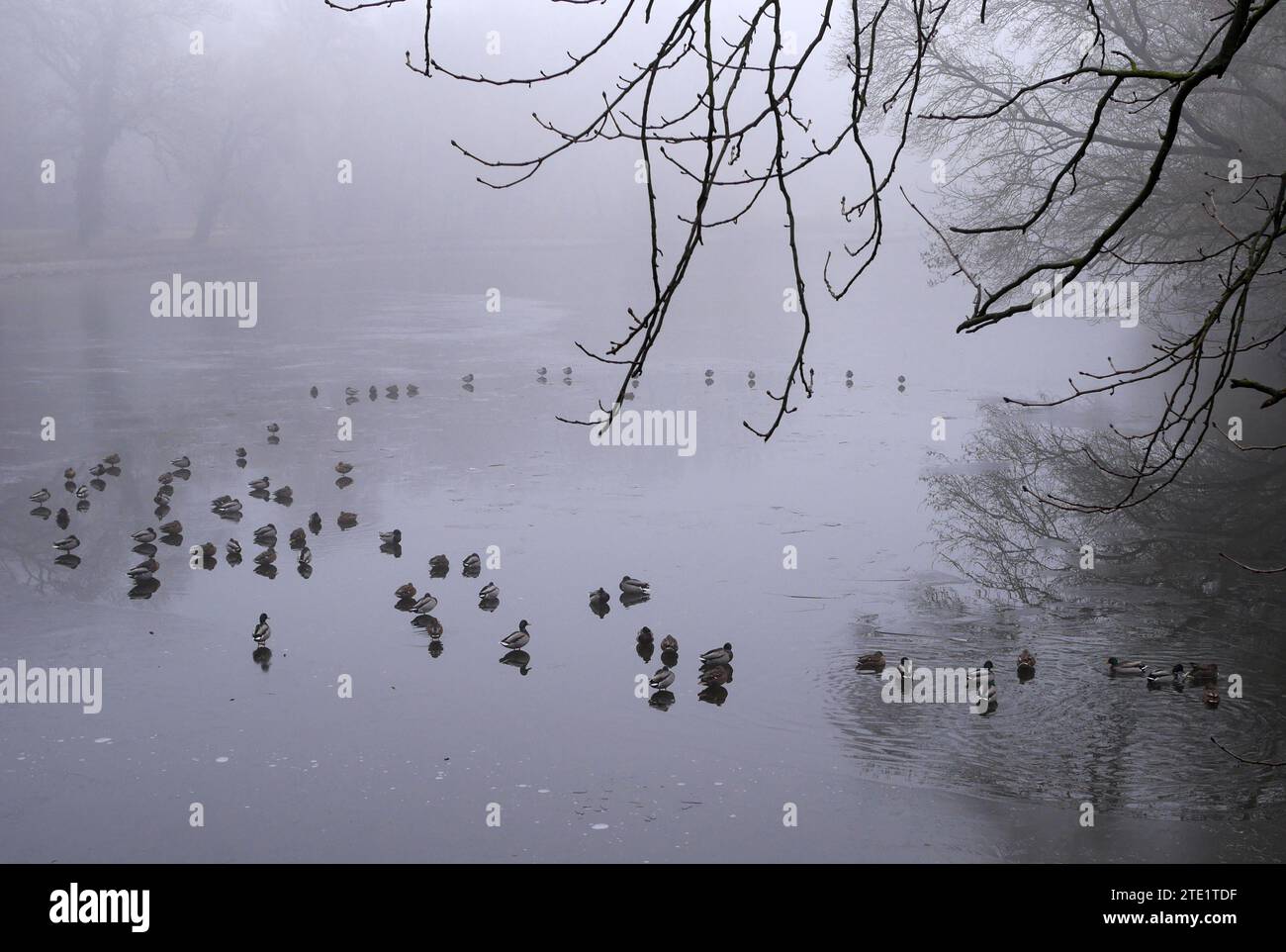 Anatre sul lago ghiacciato del giardino inglese presso la Brunswick Mansion, Martonvasar, Ungheria Foto Stock