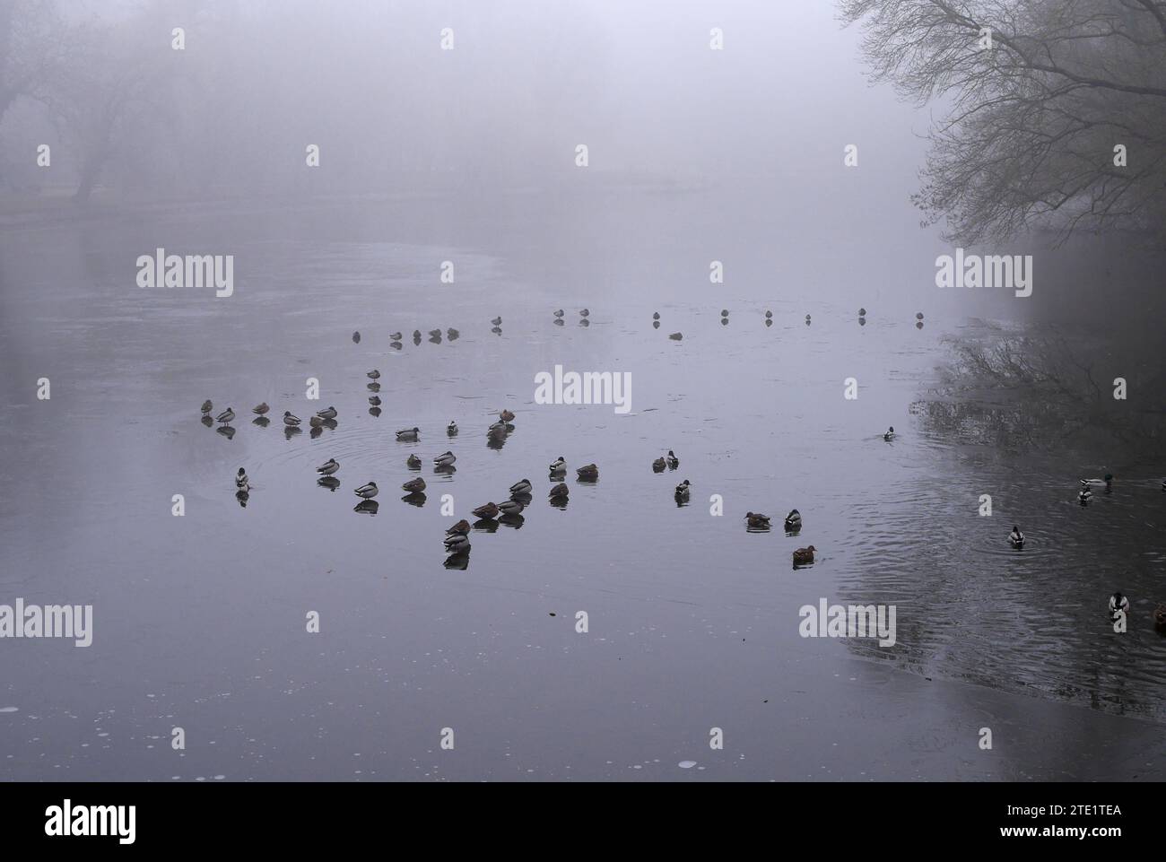 Anatre sul lago ghiacciato del giardino inglese presso la Brunswick Mansion, Martonvasar, Ungheria Foto Stock