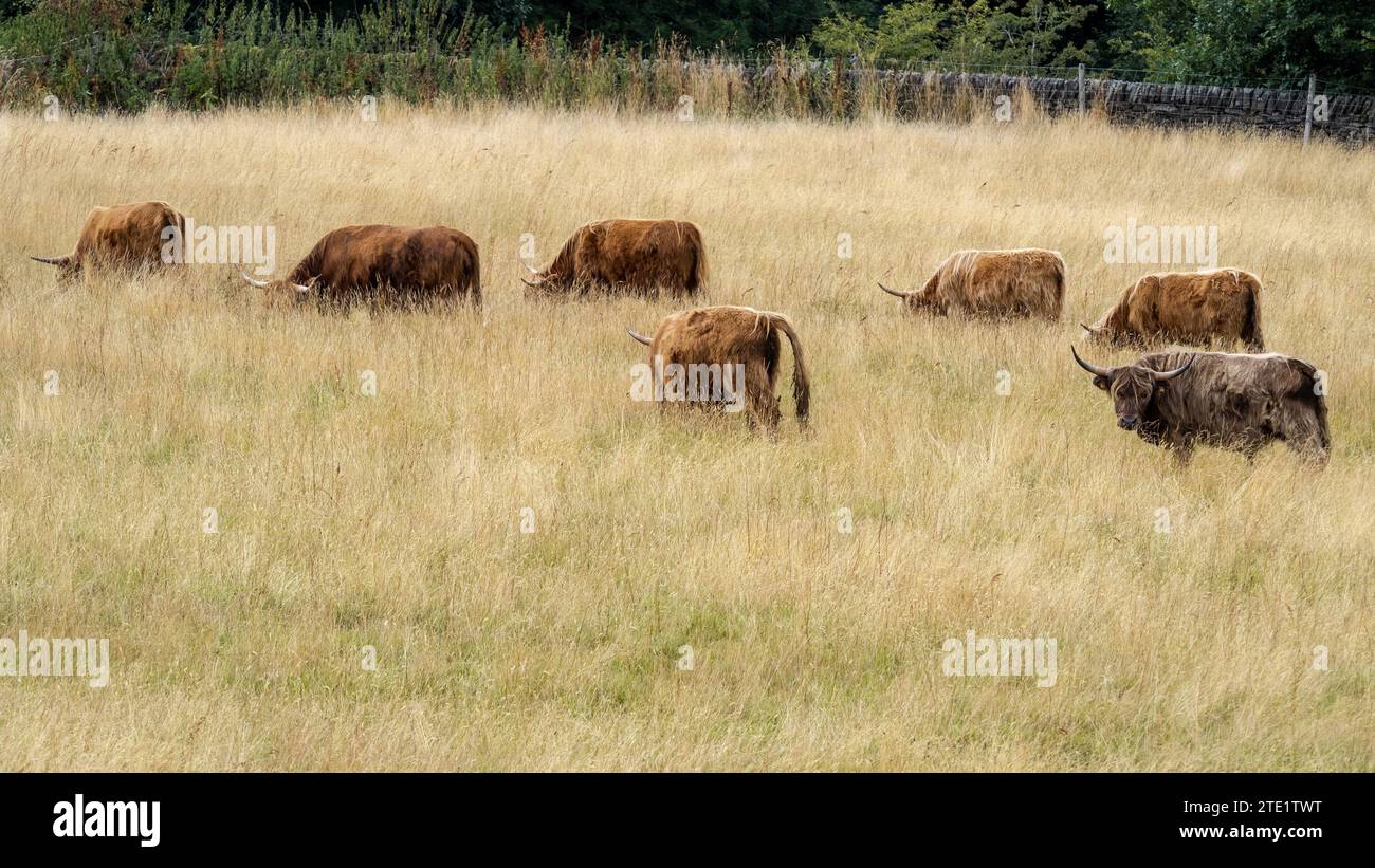 Bestiame Longhorn nella Holme Valley, West Yorkshire Foto Stock
