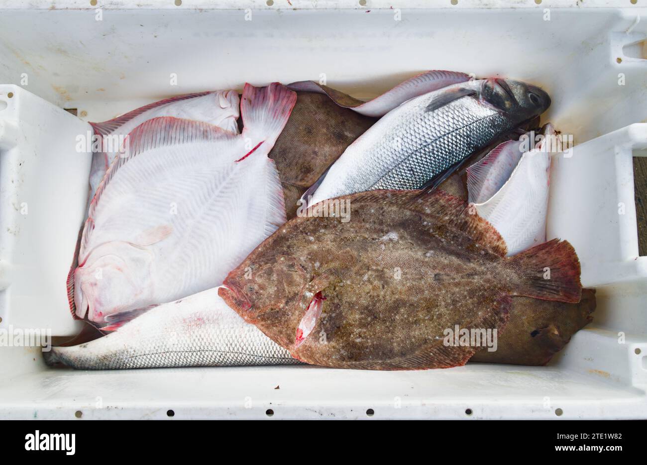 Commercial Fishermans Catch of Brill, Scophthalmus rhombus, European Sea Bass, Dicentrarchus labrax, confezionati in Una White Plastic Crate, Inghilterra, Regno Unito Foto Stock