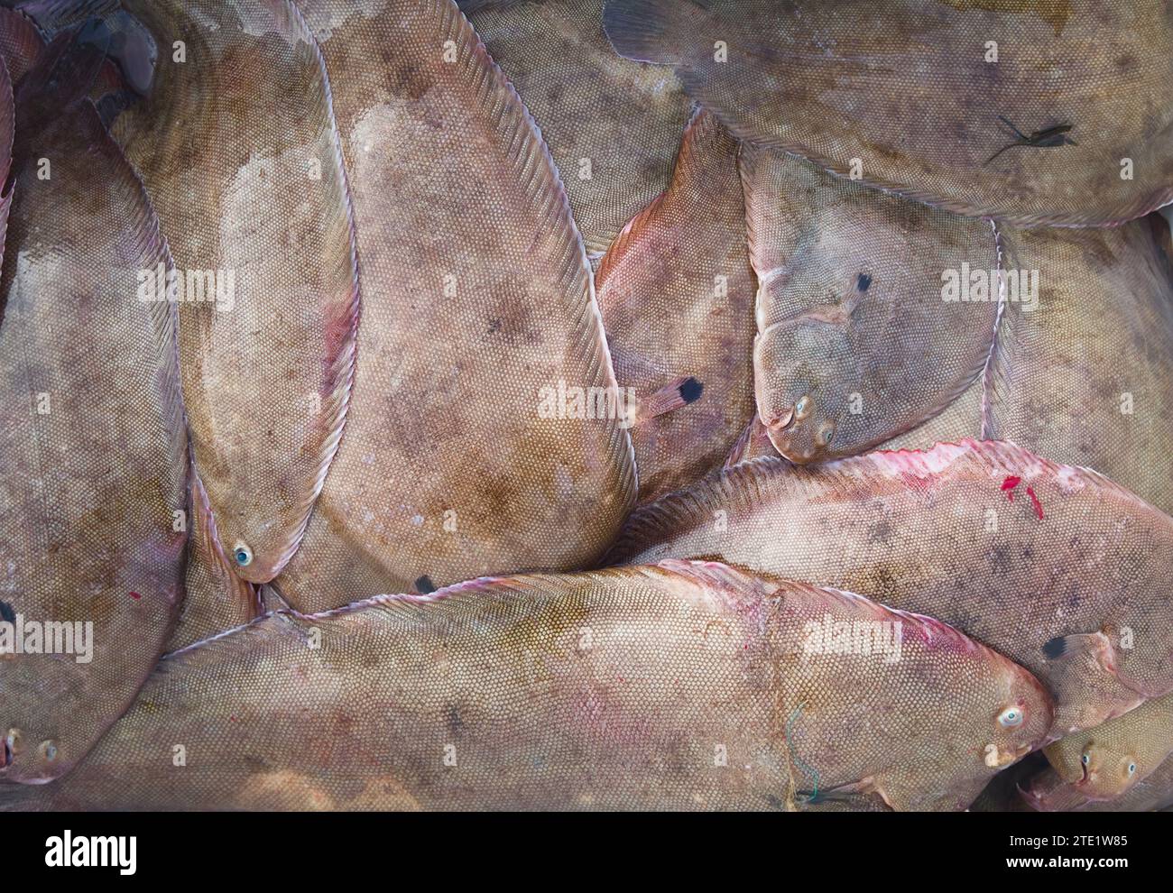 Pesca commerciale di lotti di sogliola di dover, sogliola comune, Solea solea pesce confezionato in A Crate, Regno Unito Foto Stock