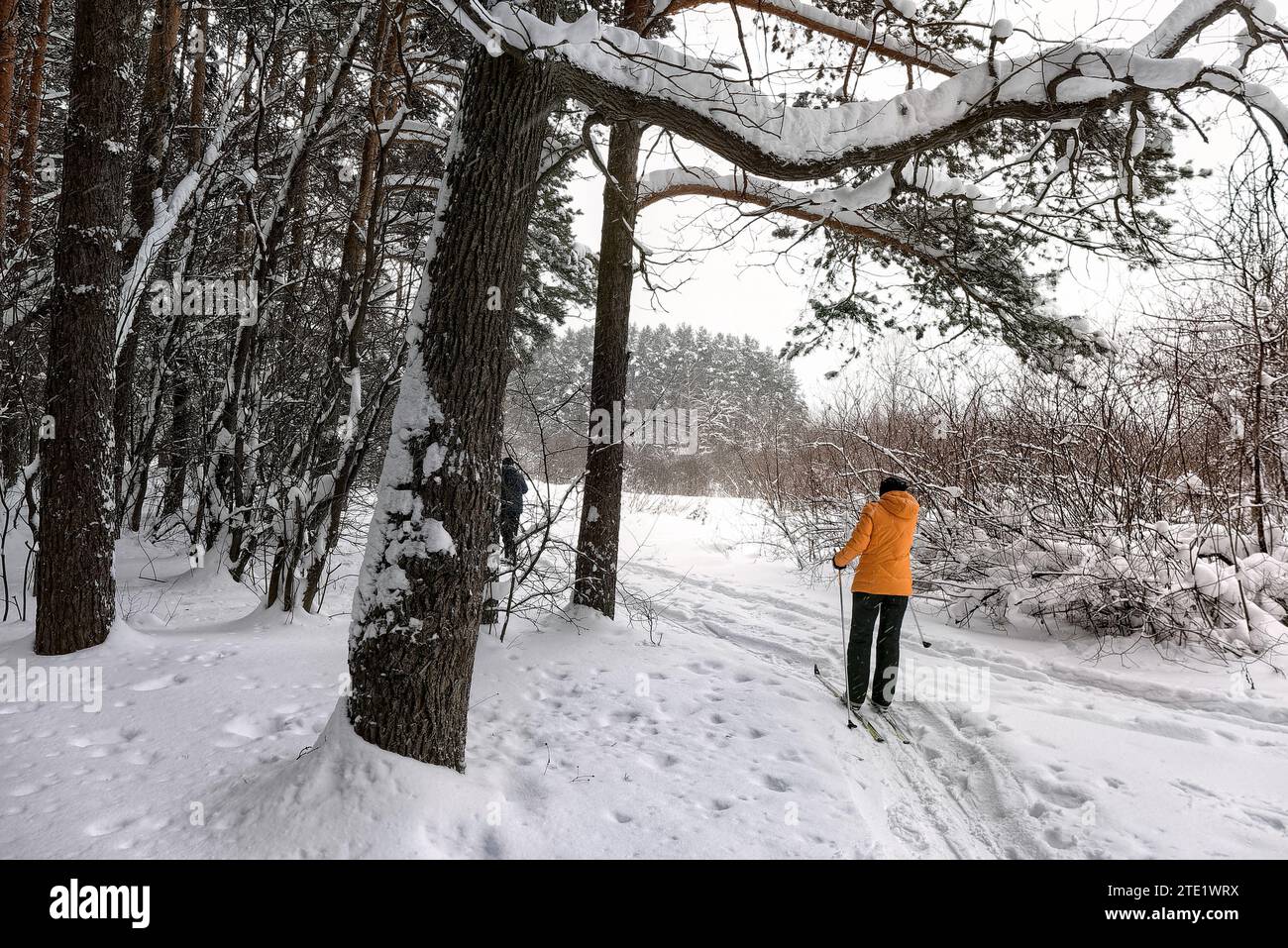 Sciatore in giacca arancione con bastoncini da sci in mano con la schiena sullo sfondo di una foresta innevata. Sci di fondo nella foresta invernale. Foto Stock