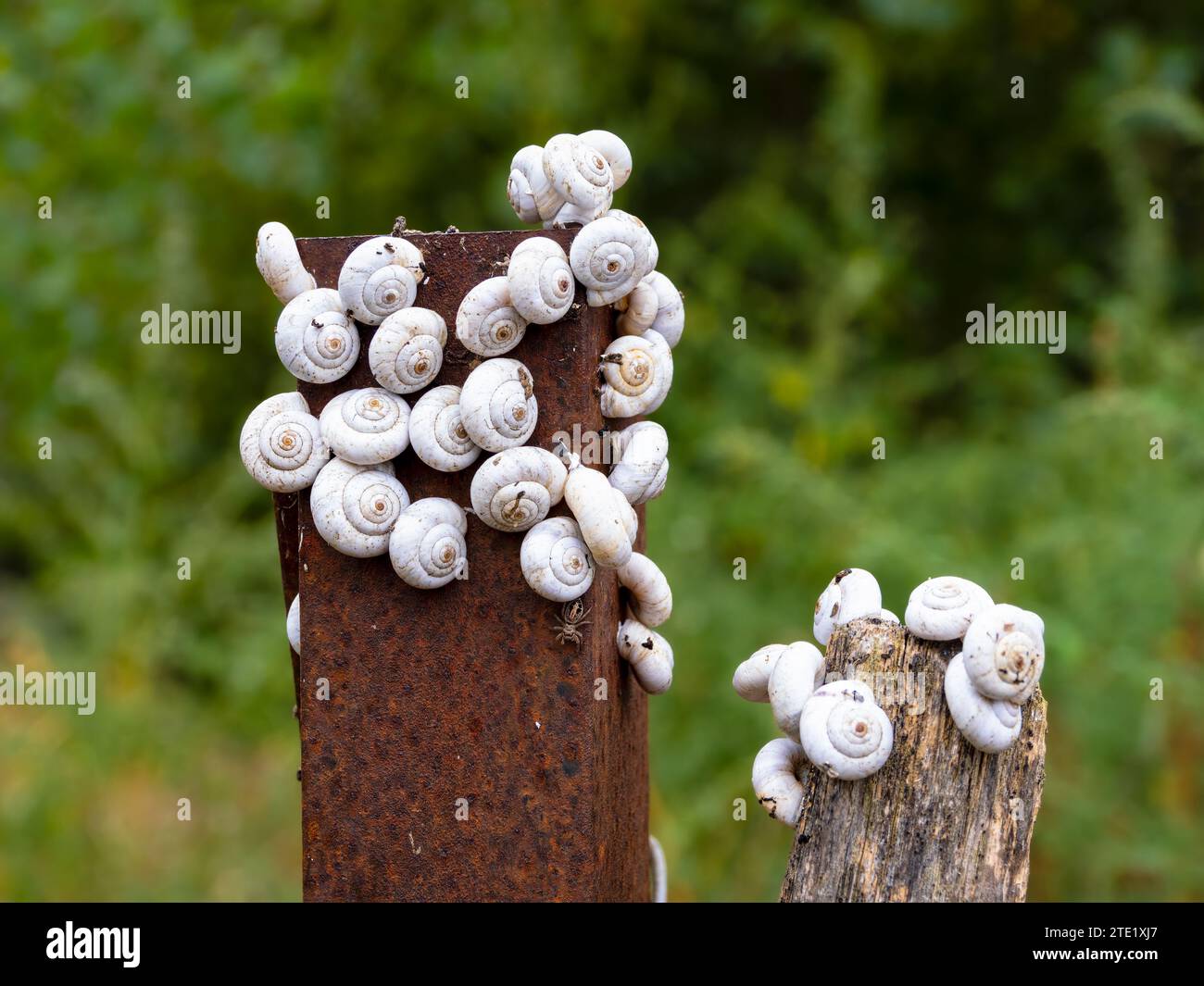 Una pila di lumache bianche su un palo di ferro e legno - sfondo verde. Foto Stock